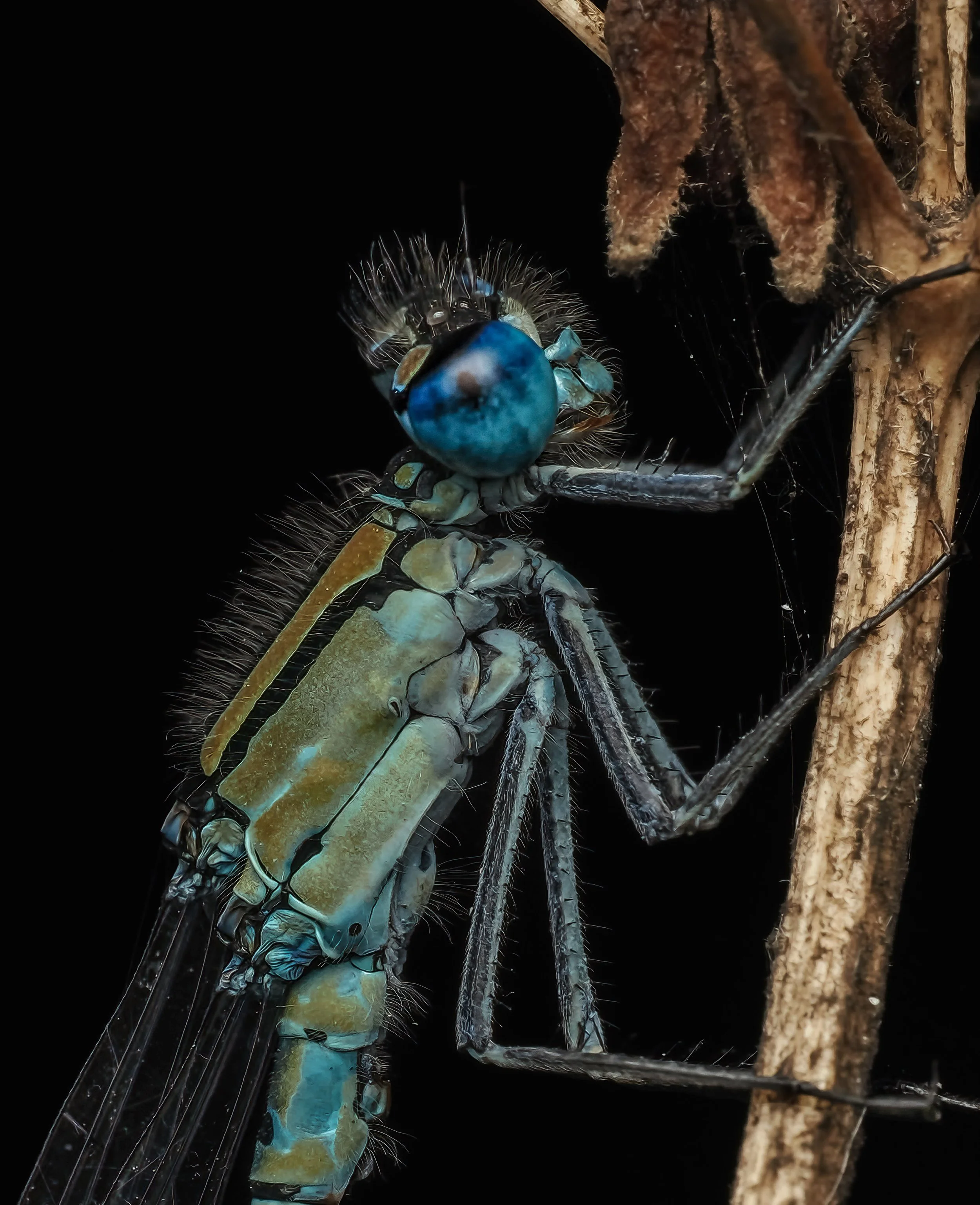 Close-up of a blue damselfly perched on a dried plant stem against a black background.