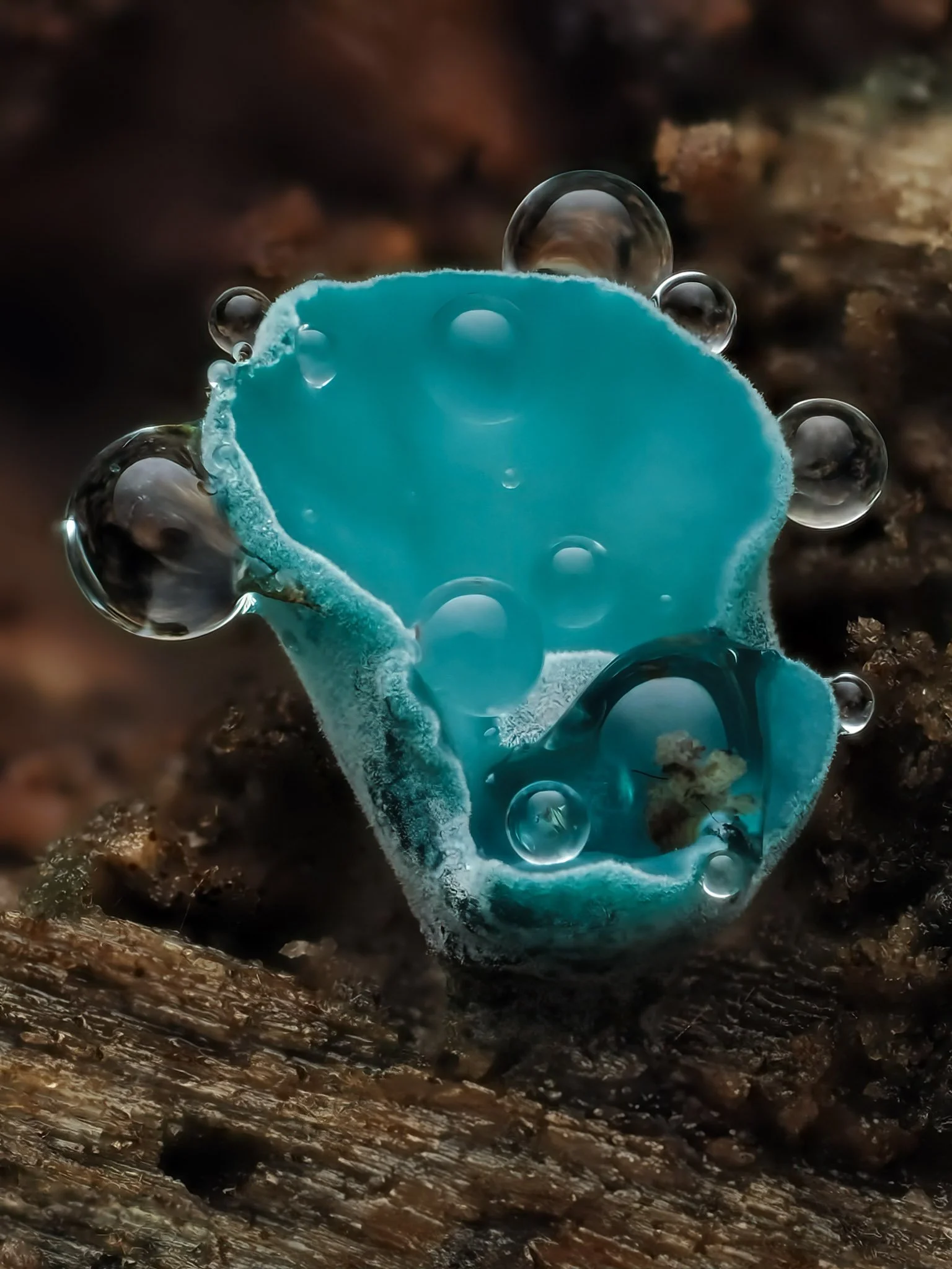 Close-up of a green elfcup fungi with water droplets on a textured wooden surface, possibly an abstract or macro photograph.