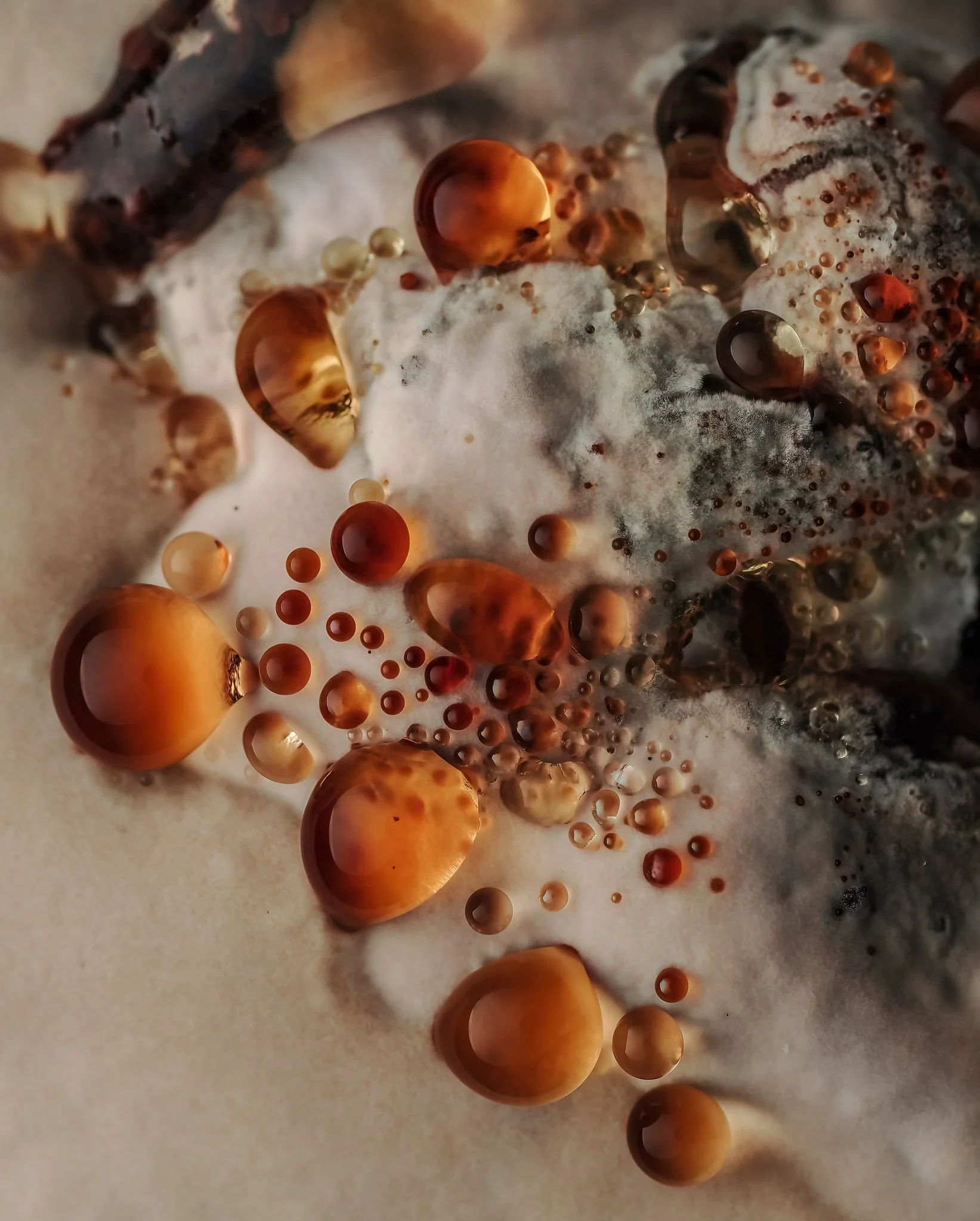 Close-up of reddish-brown oil droplets and bubbles floating on the surface of a bracket fungi.