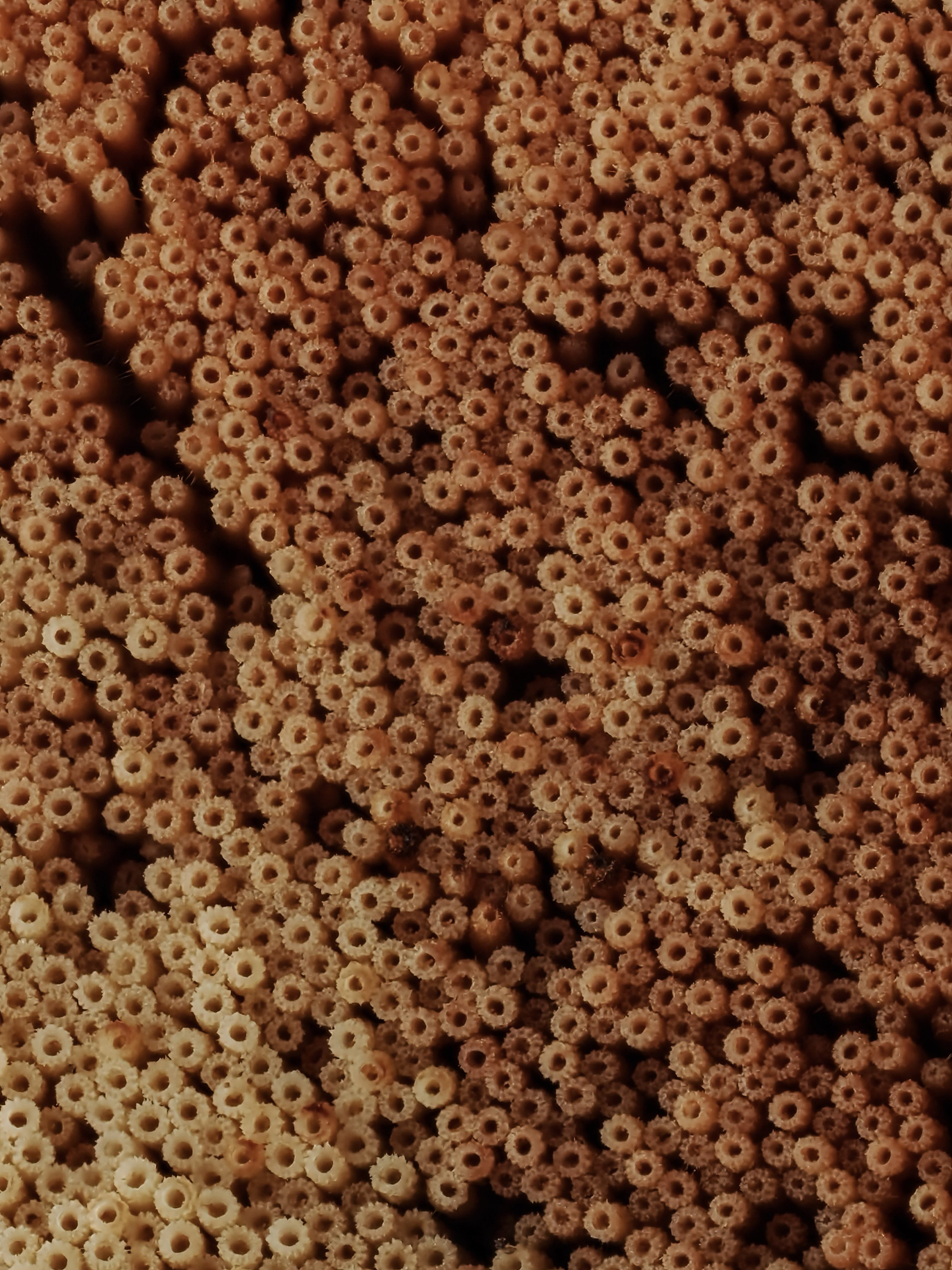 Close-up of numerous small, brown, hollow, ring-shaped pores of the underside of the beefsteak mushroom.