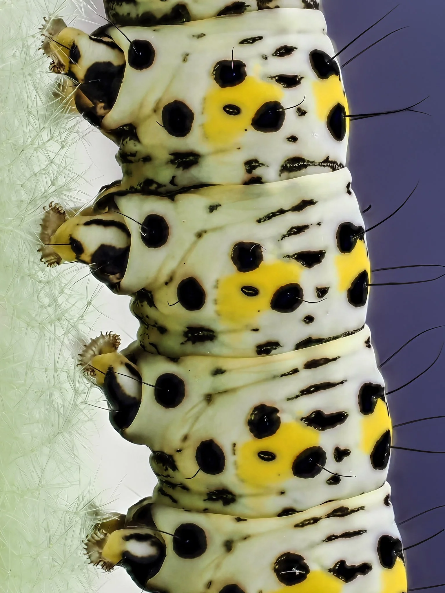Close-up of a caterpillar with black and yellow markings on its white body, showing its head and antennae.