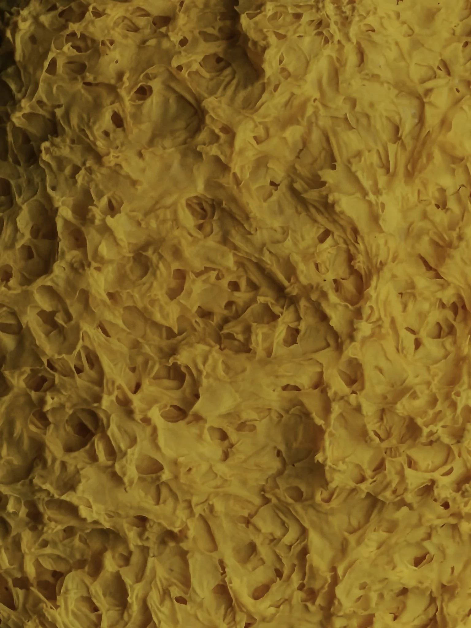 Close-up of plasmodial slime mold.