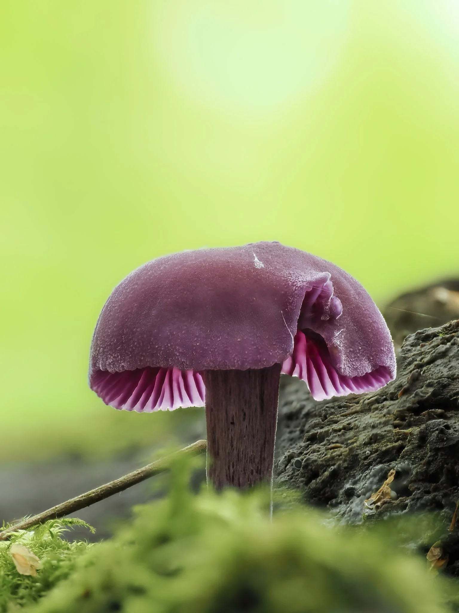 Close-up of a purple amethyst deceiver mushroom growing on a forest floor with a blurred green background.