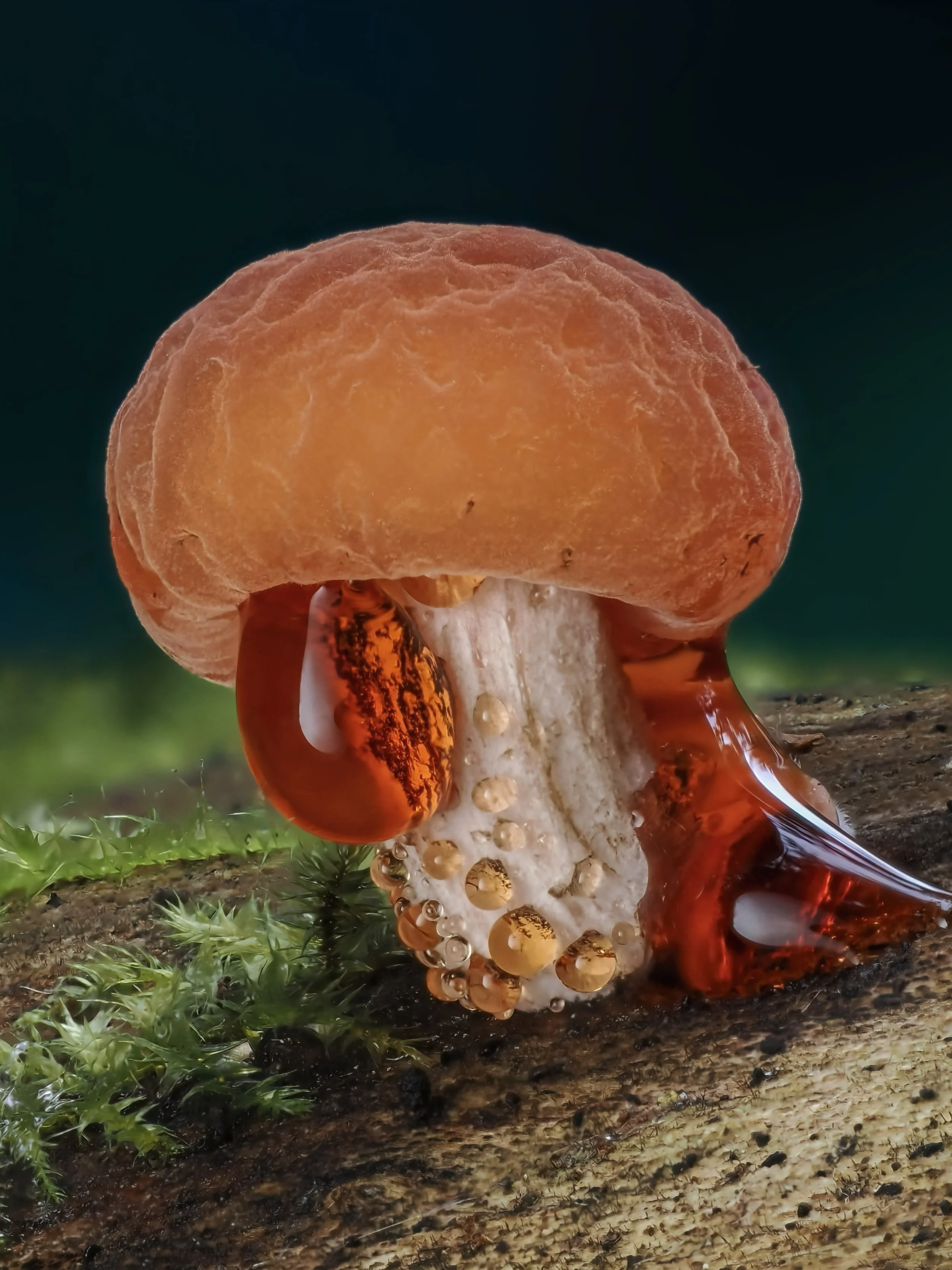 Close-up of a mushroom with amber-colored guttation droplets oozing from its gills onto a log and moss.