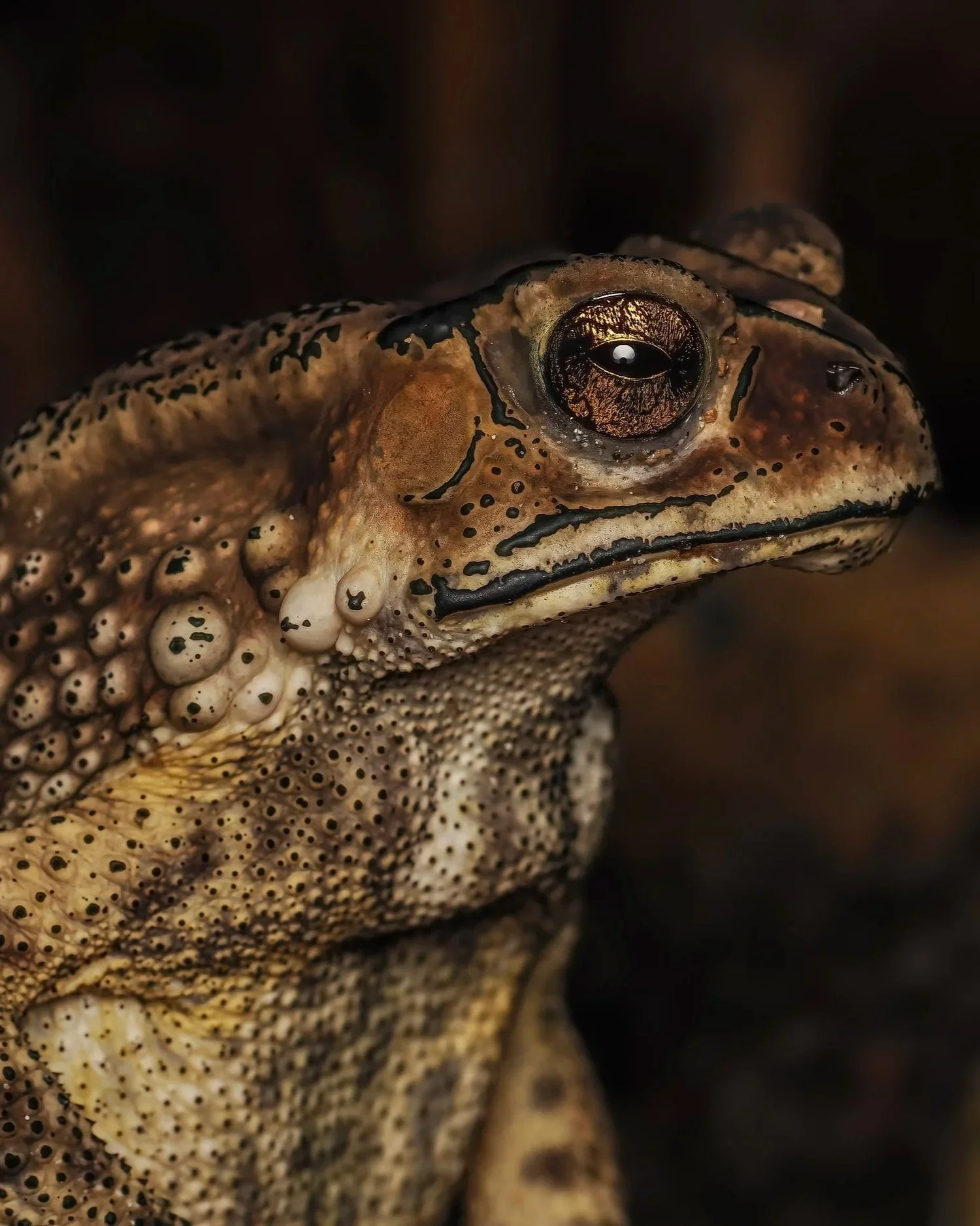 Close-up of a toad in Thailand with textured, bumpy skin and large, dark eye.