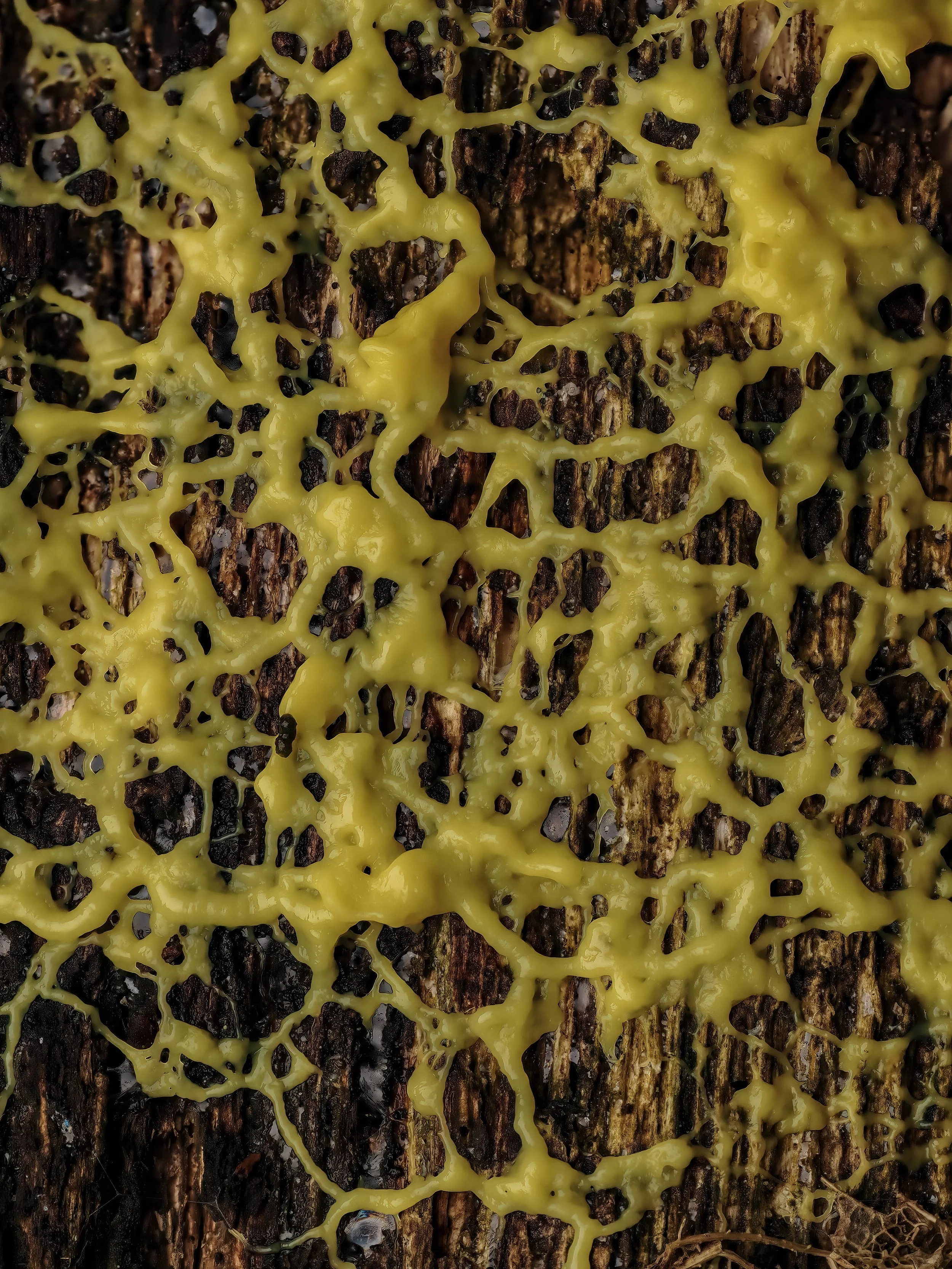 Close-up of a decayed piece of wood with yellow slime mold growing on its surface.
