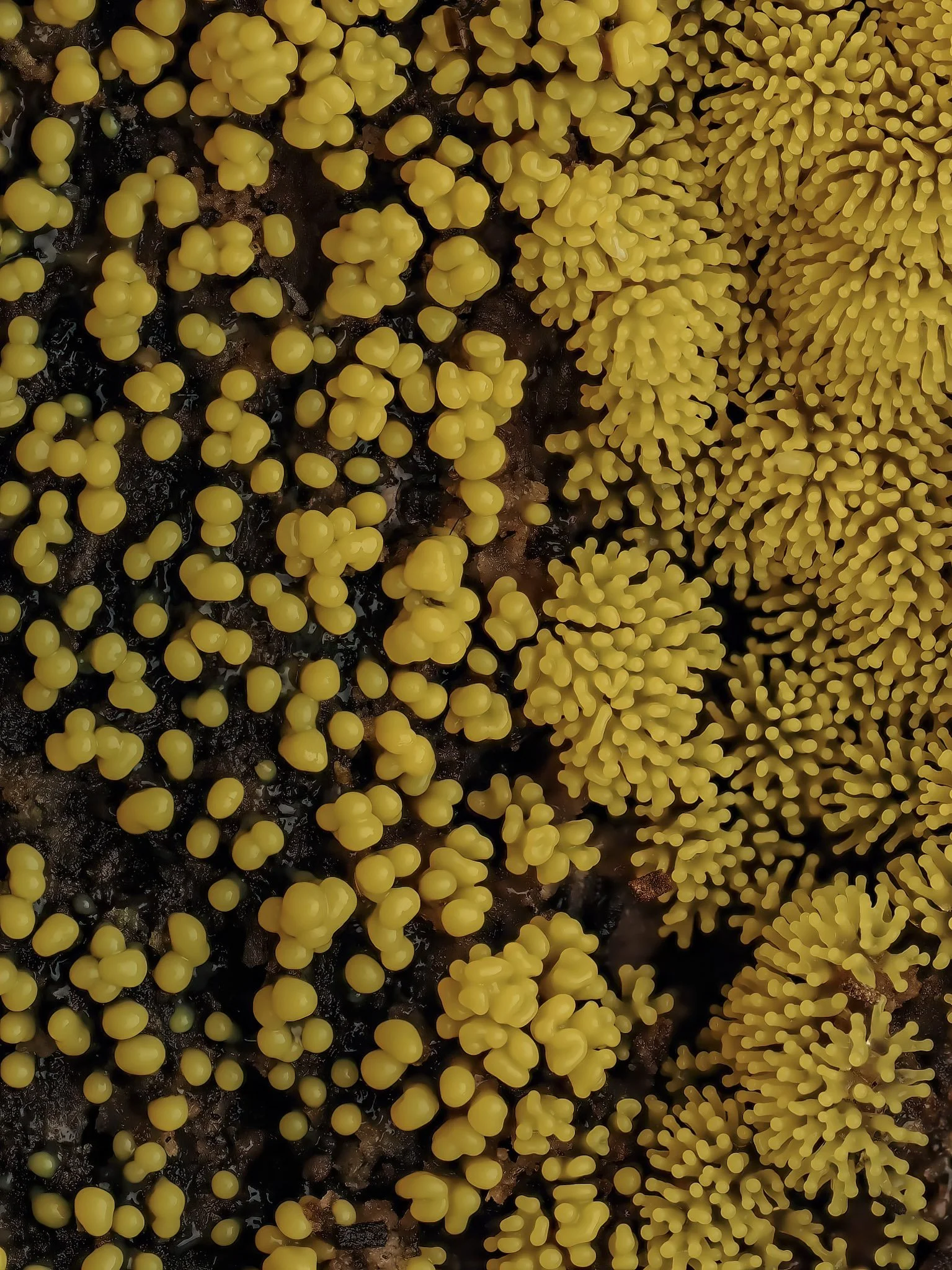 Close-up of yellow coral slime mold growing on dark, damp wood.