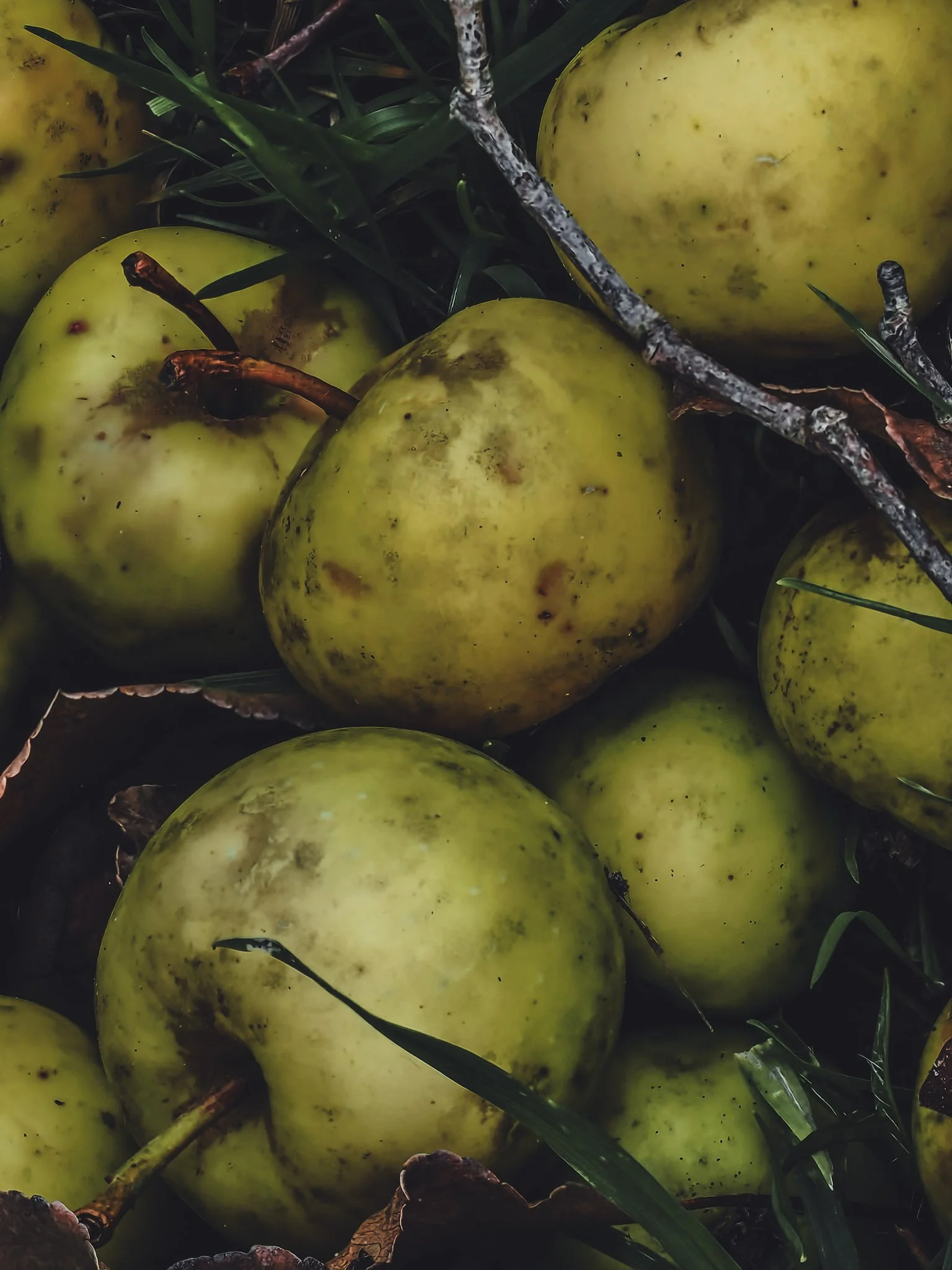 Close-up of several green apples with dark spots and stems, surrounded by grass and fallen leaves.