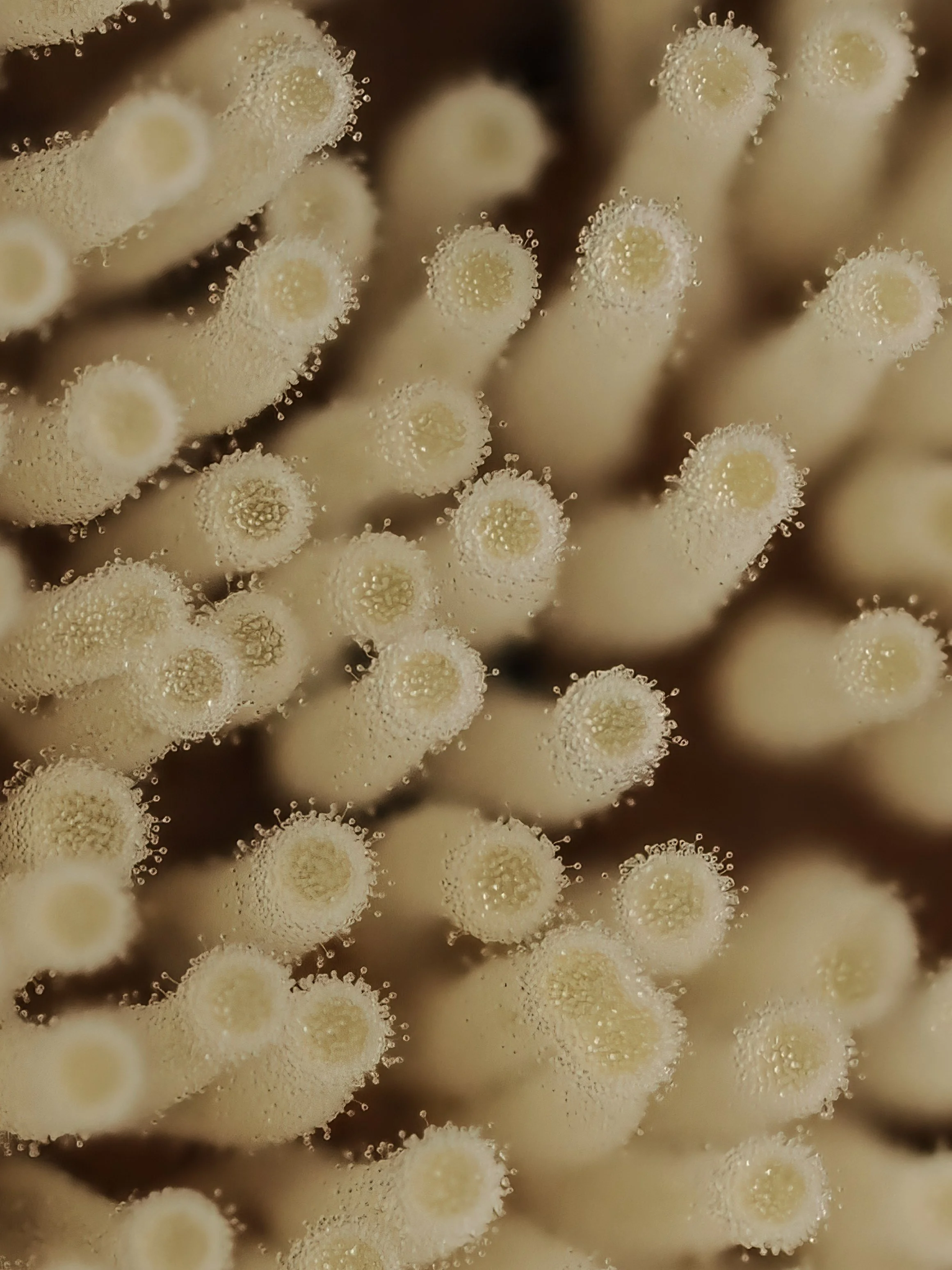 Close-up of coral slime mold in beige and white colors.