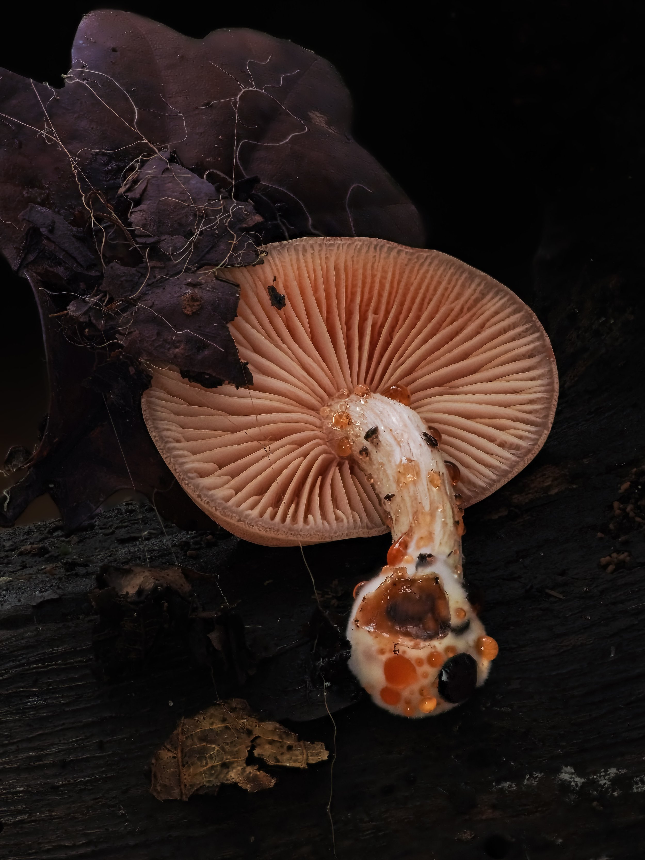 A wrinkled peach mushroom with pinkish gills and a cap surrounded by dark decaying leaves and wood, with some orange and black ooze on the underside of the cap.