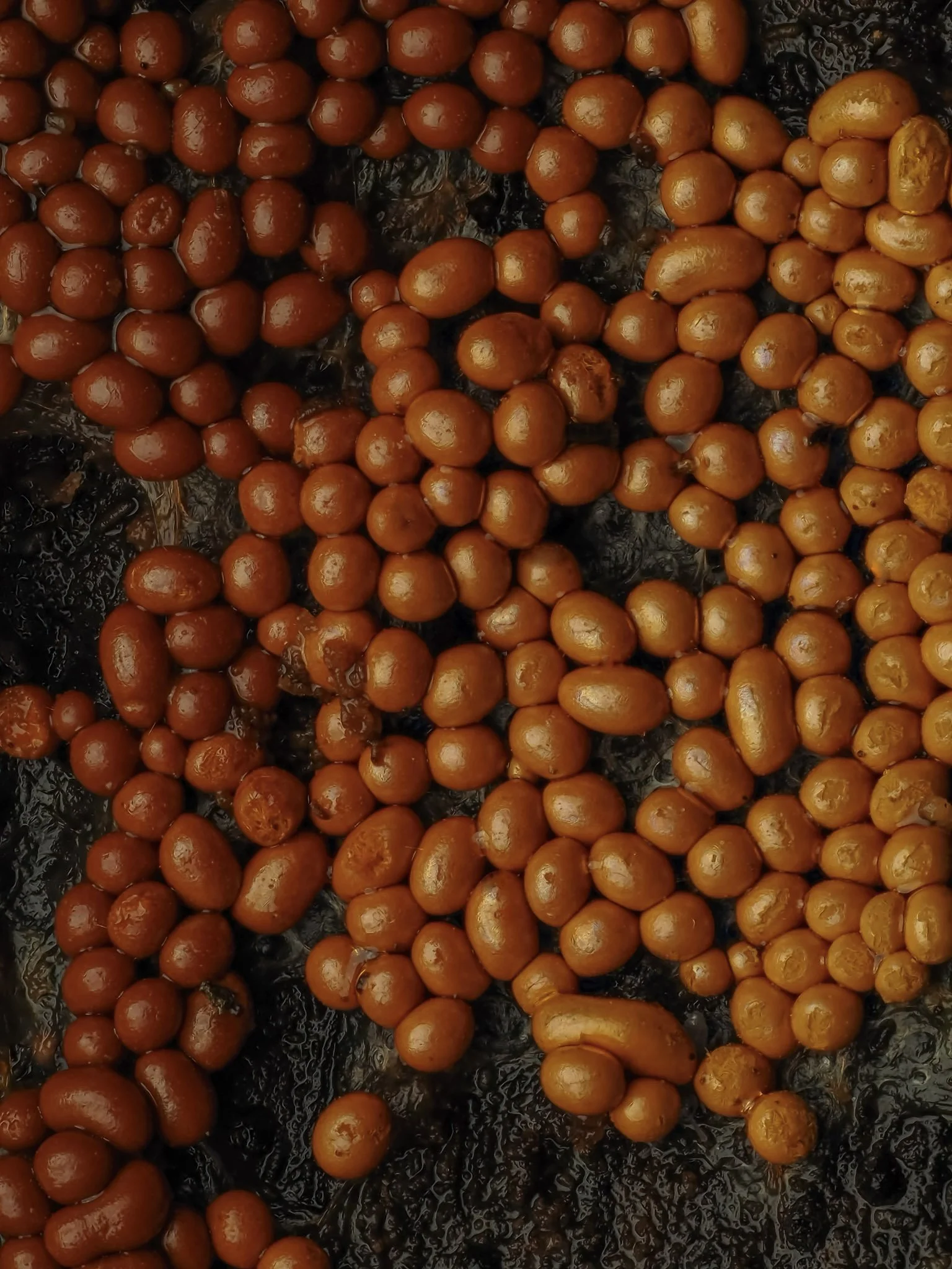 Reddish-orange gradient of slime mold on a dark surface.