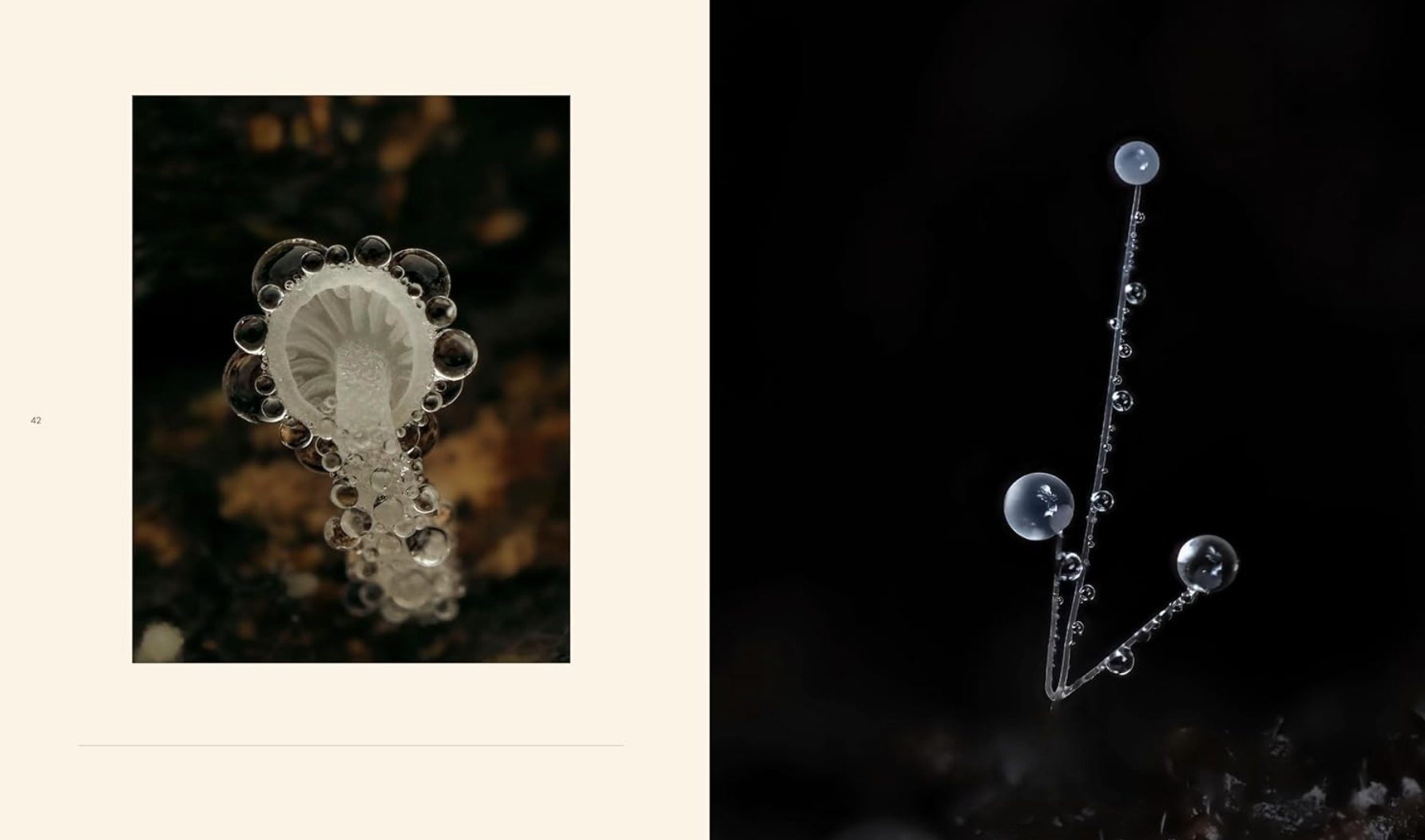 Close-up of a mushroom encapsulated in bubbles on the left, and a thin pin mold with water droplets on a dark background on the right.