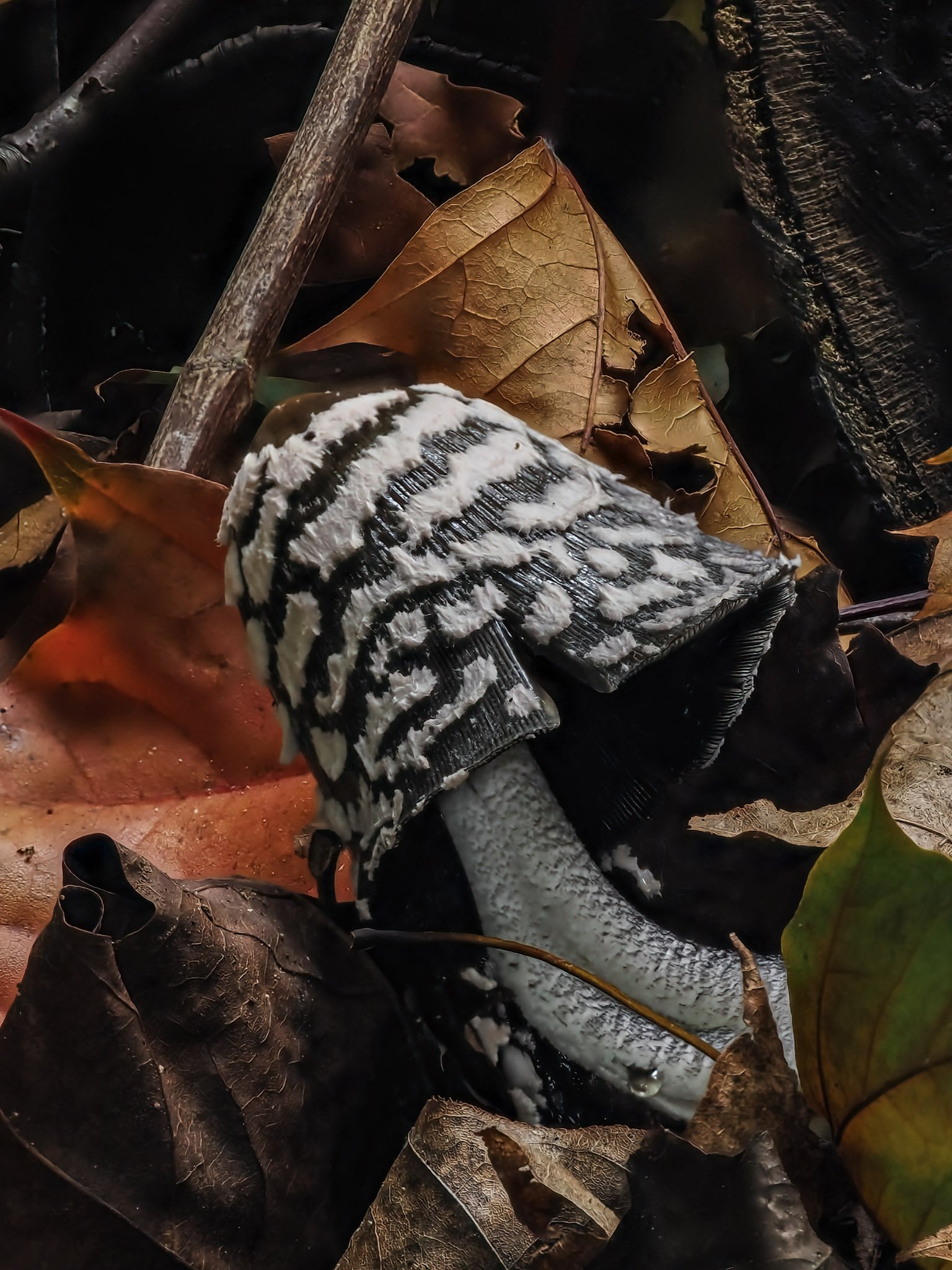 A magpie inkcap mushroom with a black and white striped pattern and textured cap growing among fallen leaves on the forest floor.
