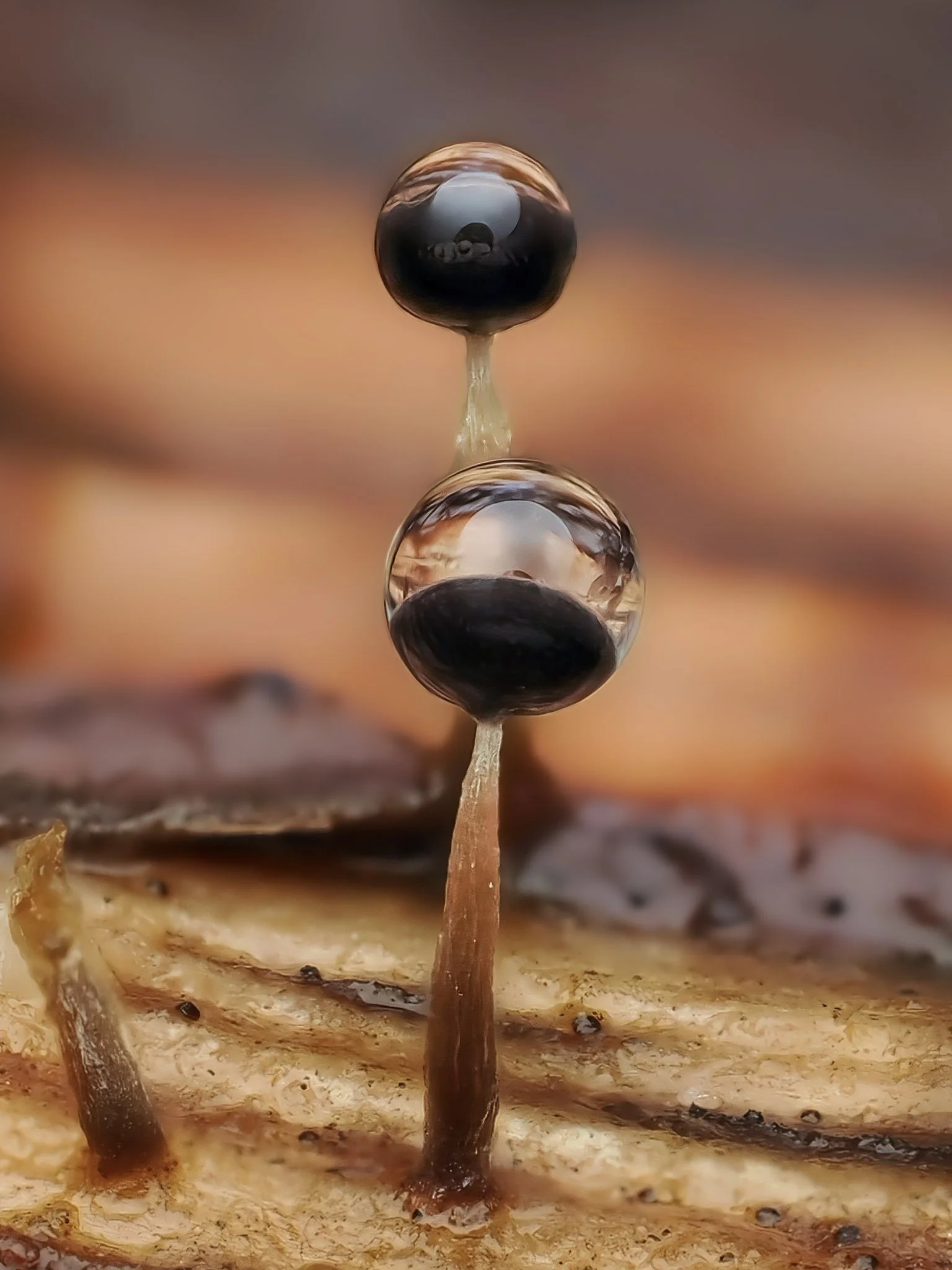 Close-up of two small black comatricha slime molds with water droplets, growing on a piece of wood.