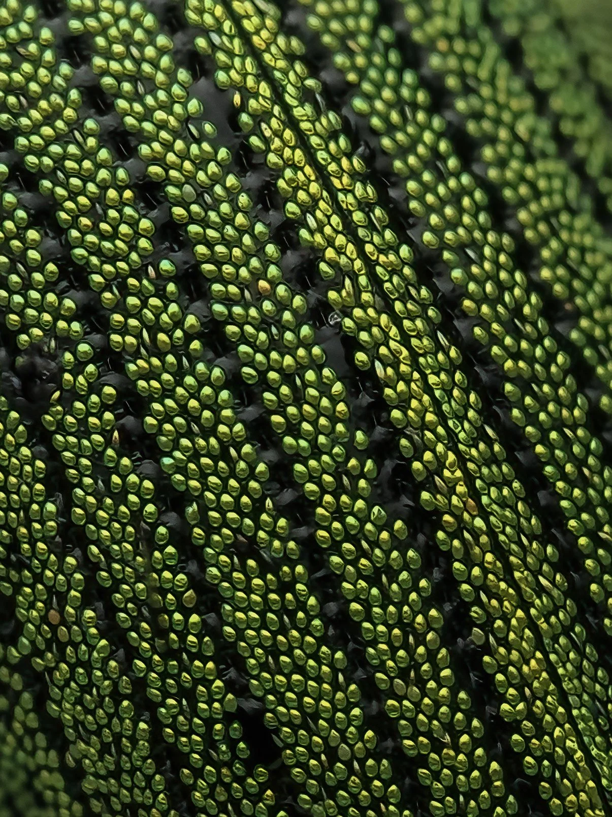 Close-up of bright green and yellow mosaic-like pattern with black lines.