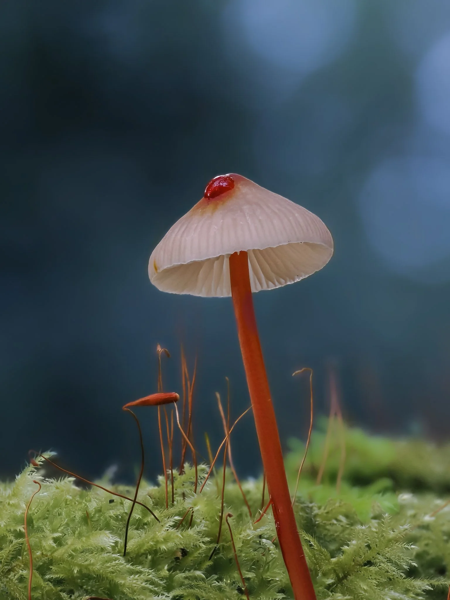Close-up of a saffronbonnet mushroom with a reddish cap and a larger red droplet on top, set against a blurred natural background.