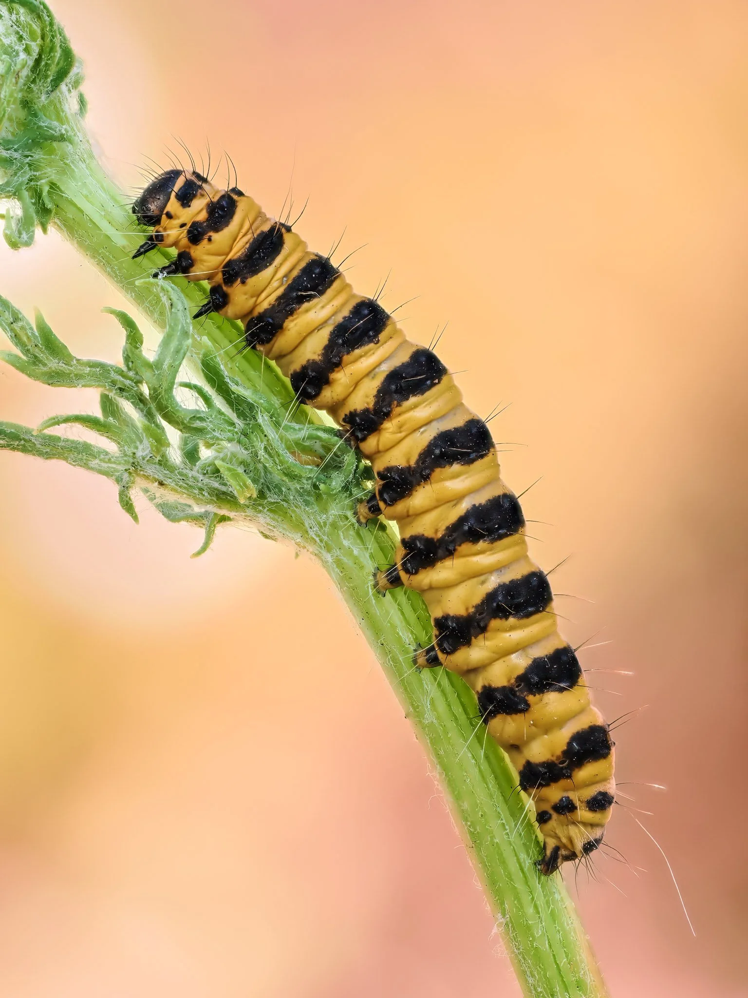 Close-up of a yellow and black caterpillar crawling on a green plant stem.