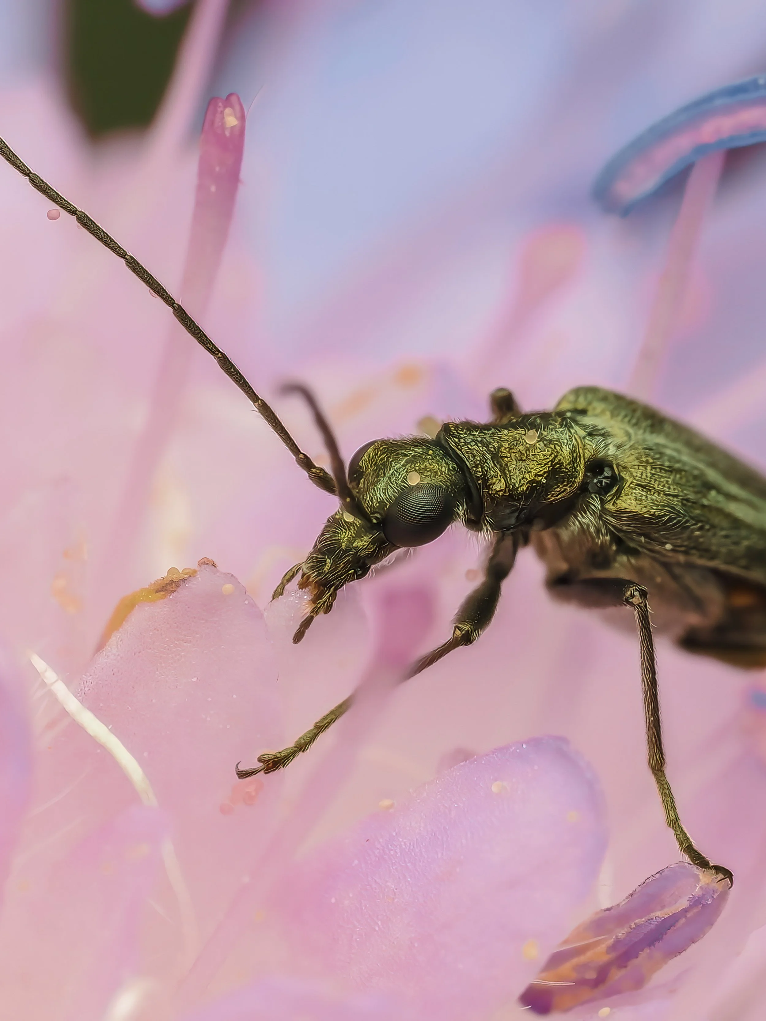 Close-up of a small green insect on pink flower petals.