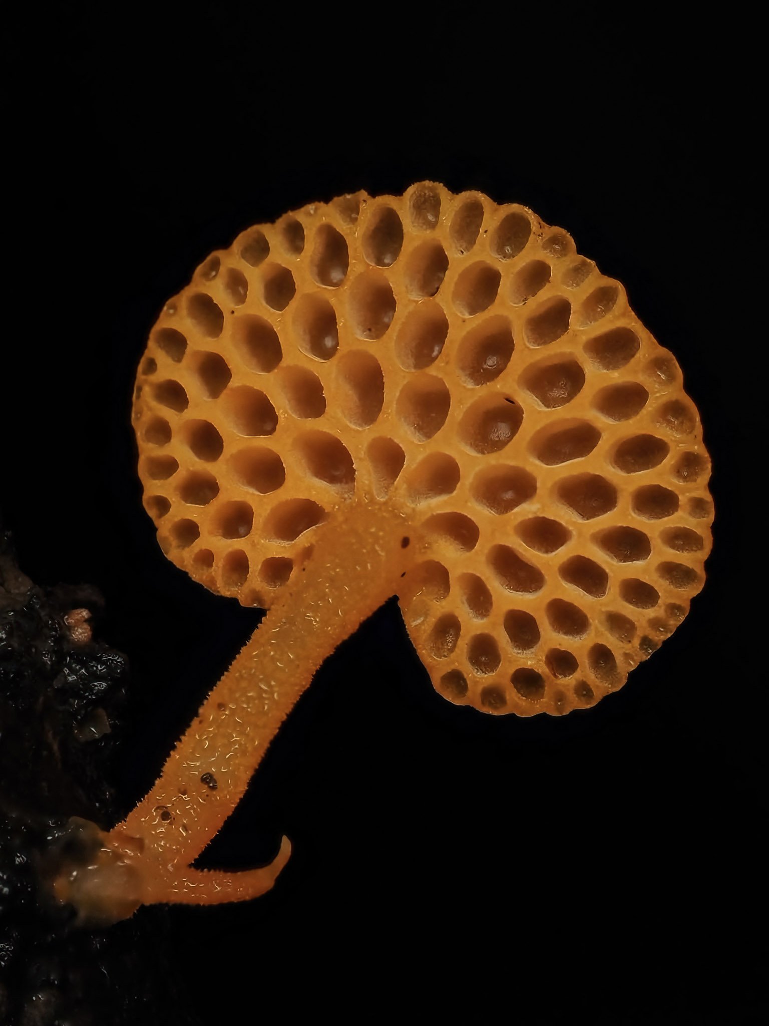 Close-up view of a bright orange fungus with a honeycomb pattern, growing on dark ground.