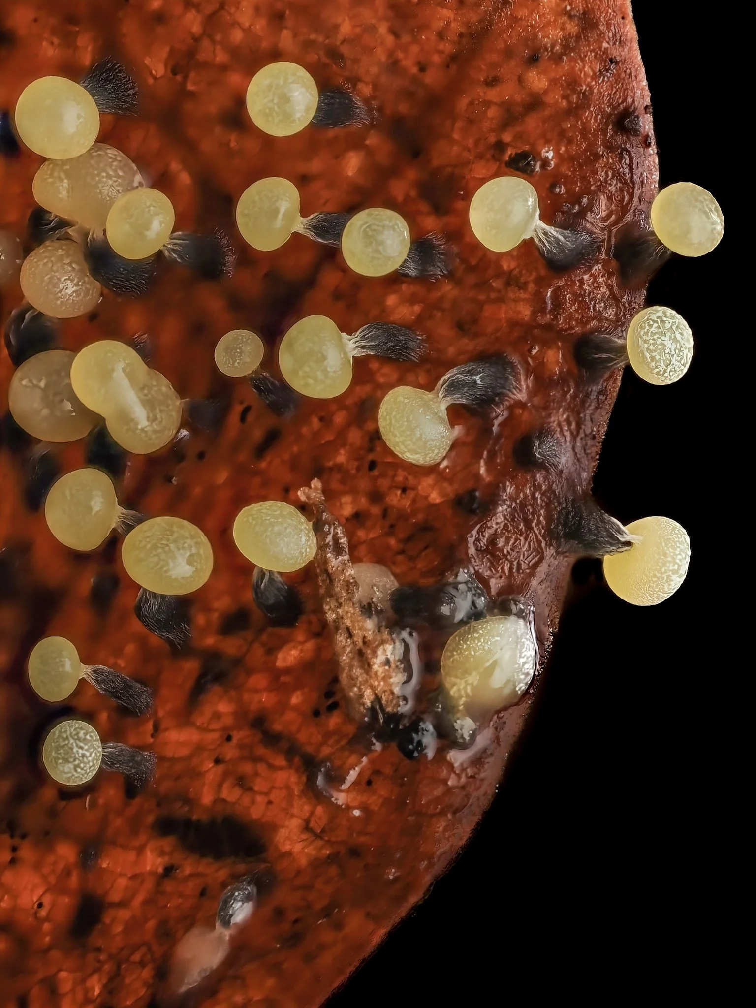 Close-up of yellow slime mold on a reddish-brown surface of a leaf. 