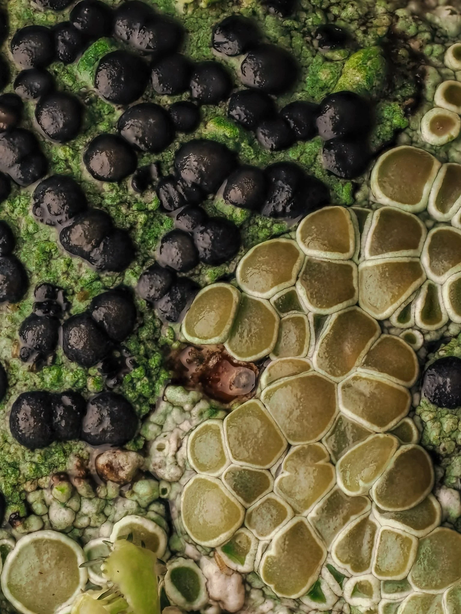 Close-up of lichen with black, green, and brown rounded structures and yellowish-green pod-like formations.