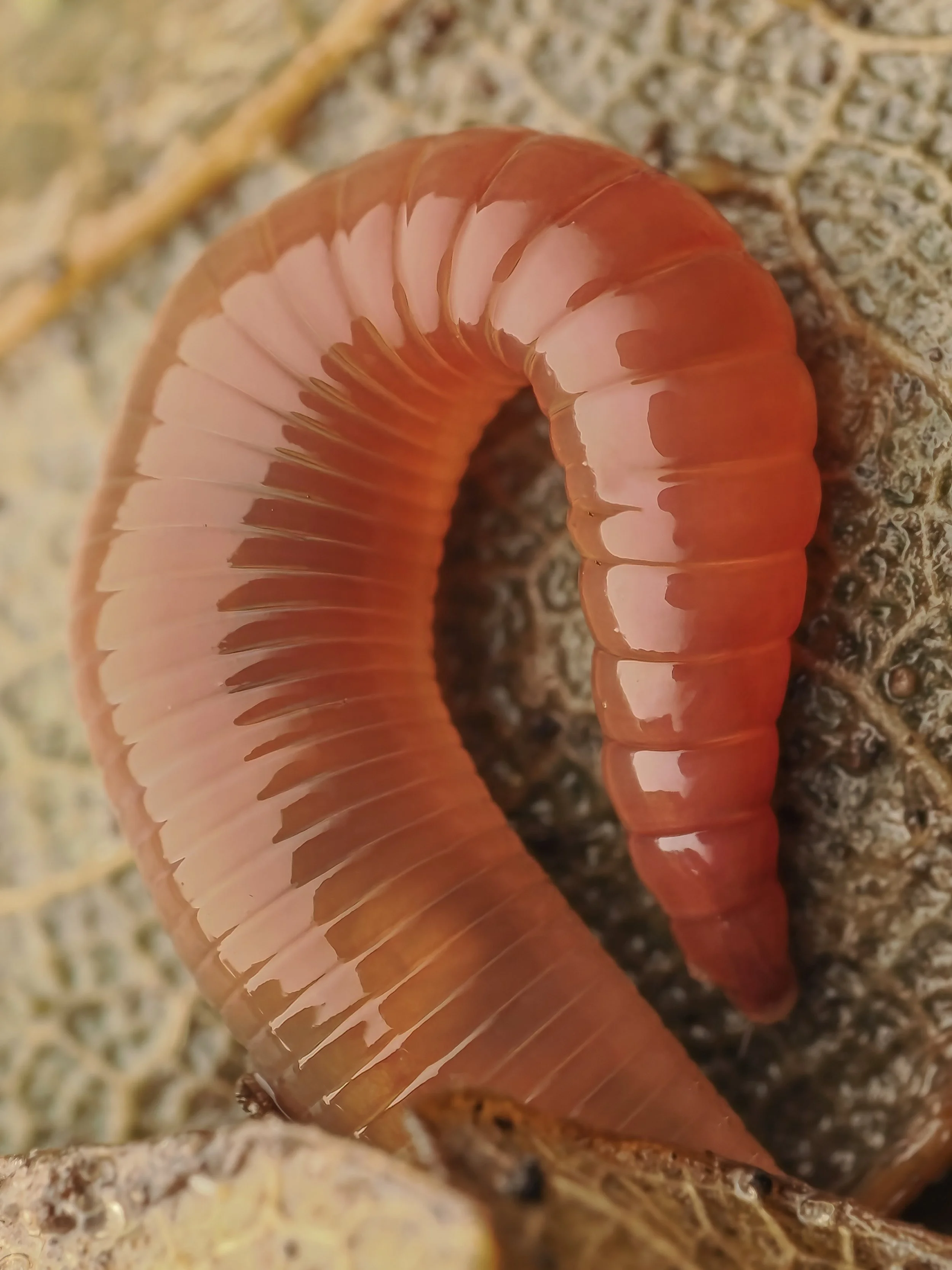 A close-up of a curled earthworm with shiny, segmented reddish-brown body on a textured stone surface.