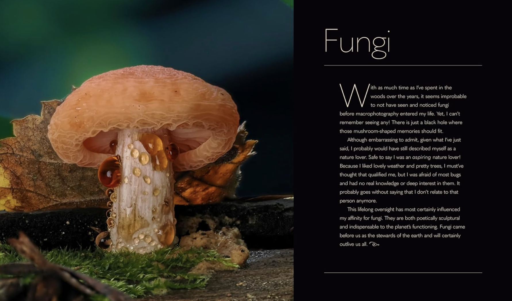 Close-up of a wrinkled peach mushroom featuring a textured cap and water droplets on the stem, set against a blurred natural background with leaves and greenery.