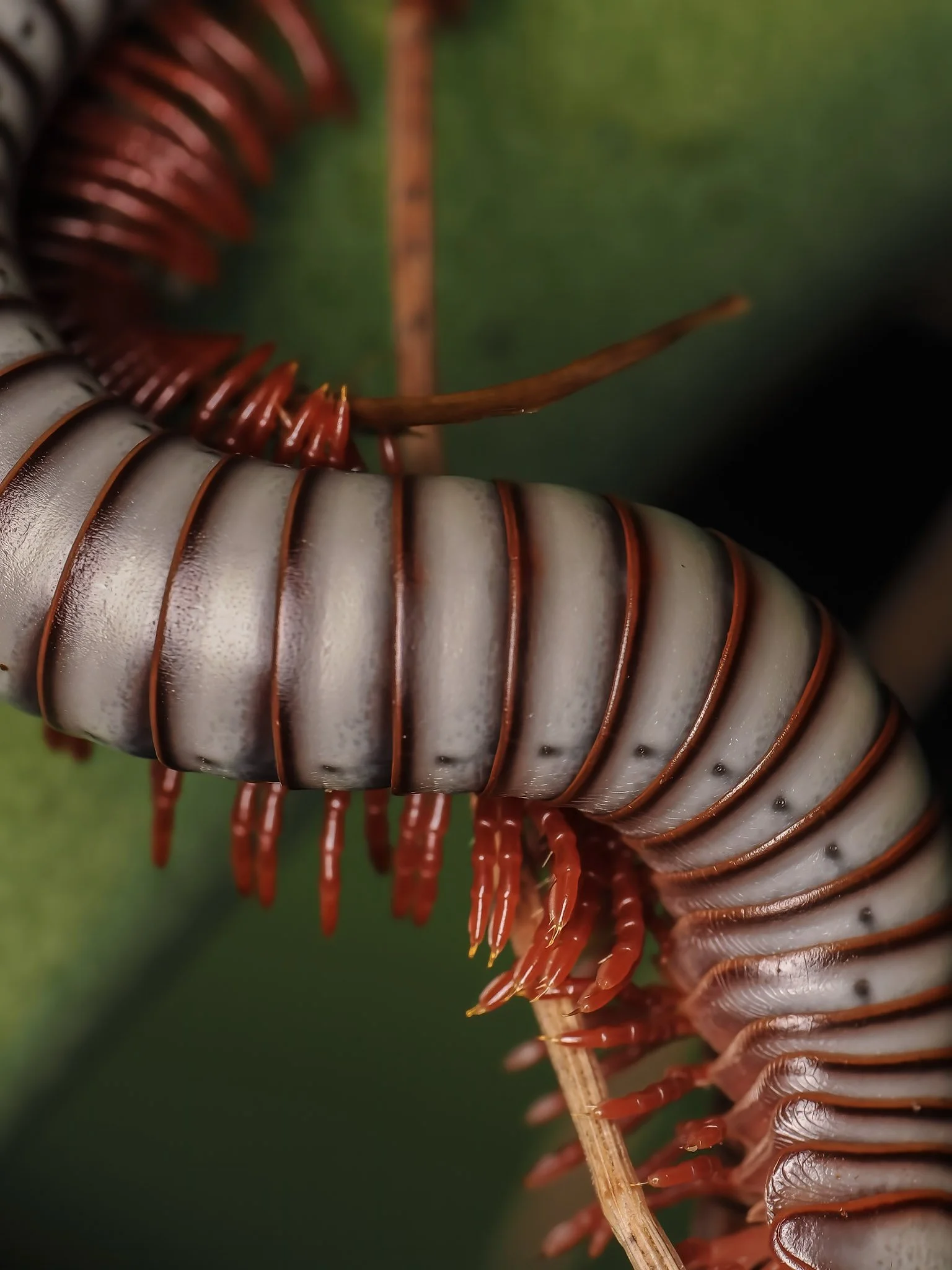 Close-up of a large millipede on a leaf, showing its segmented, shiny body with red legs.