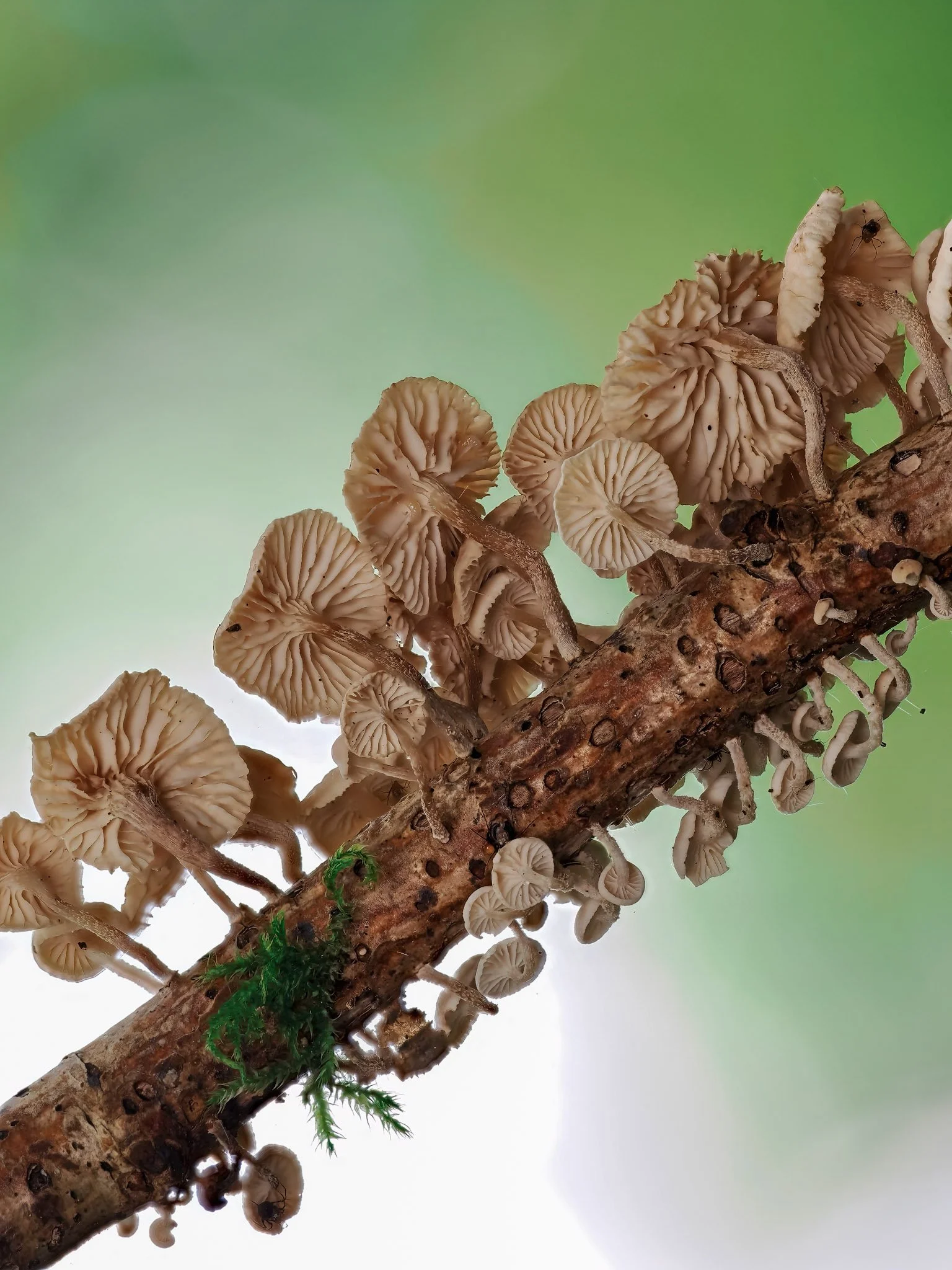 Multiple small mushrooms growing on a tree branch against a blurred green and white background.