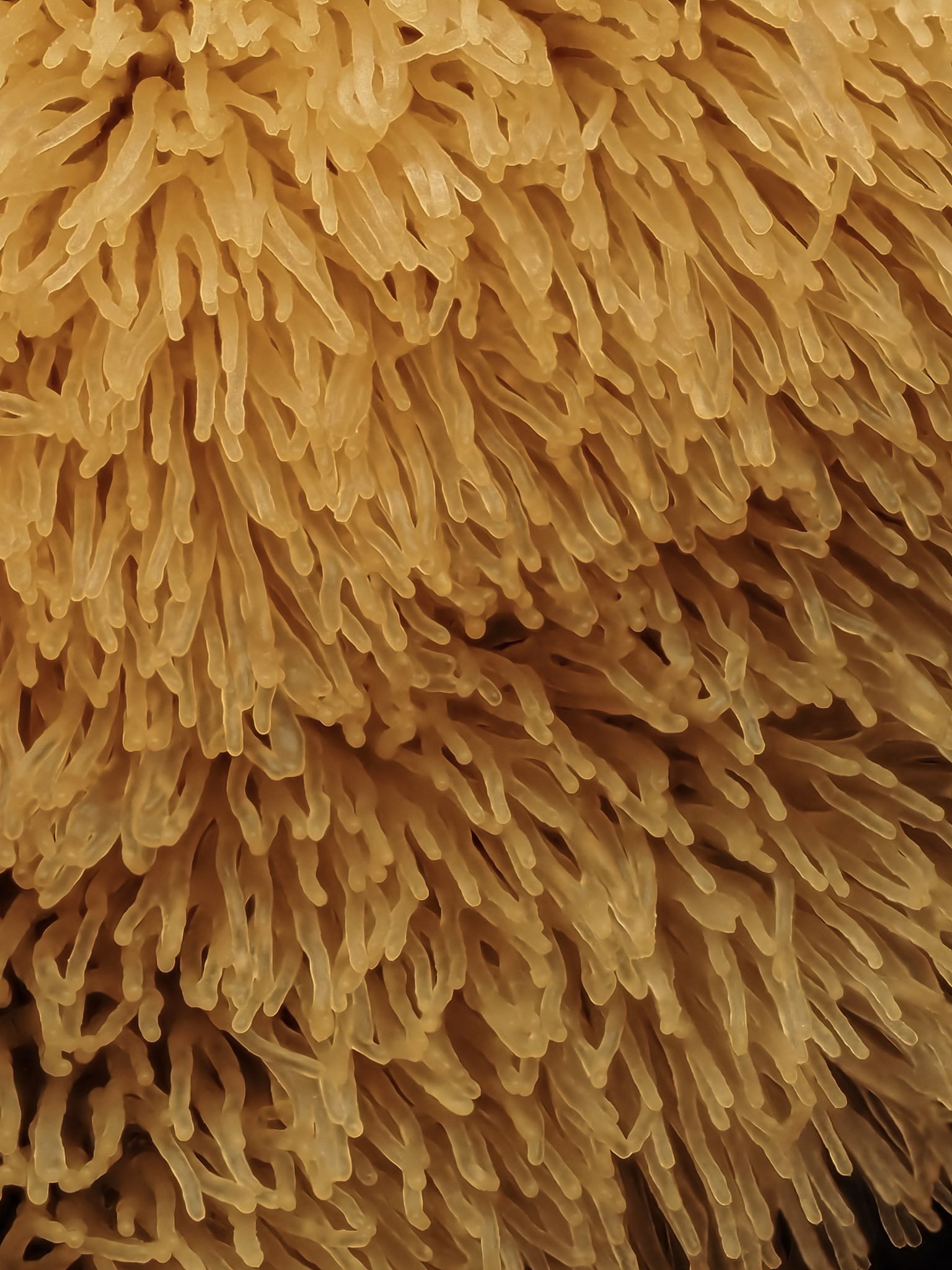 Close-up of yellow-orange coral slime mold with finger-like projections.