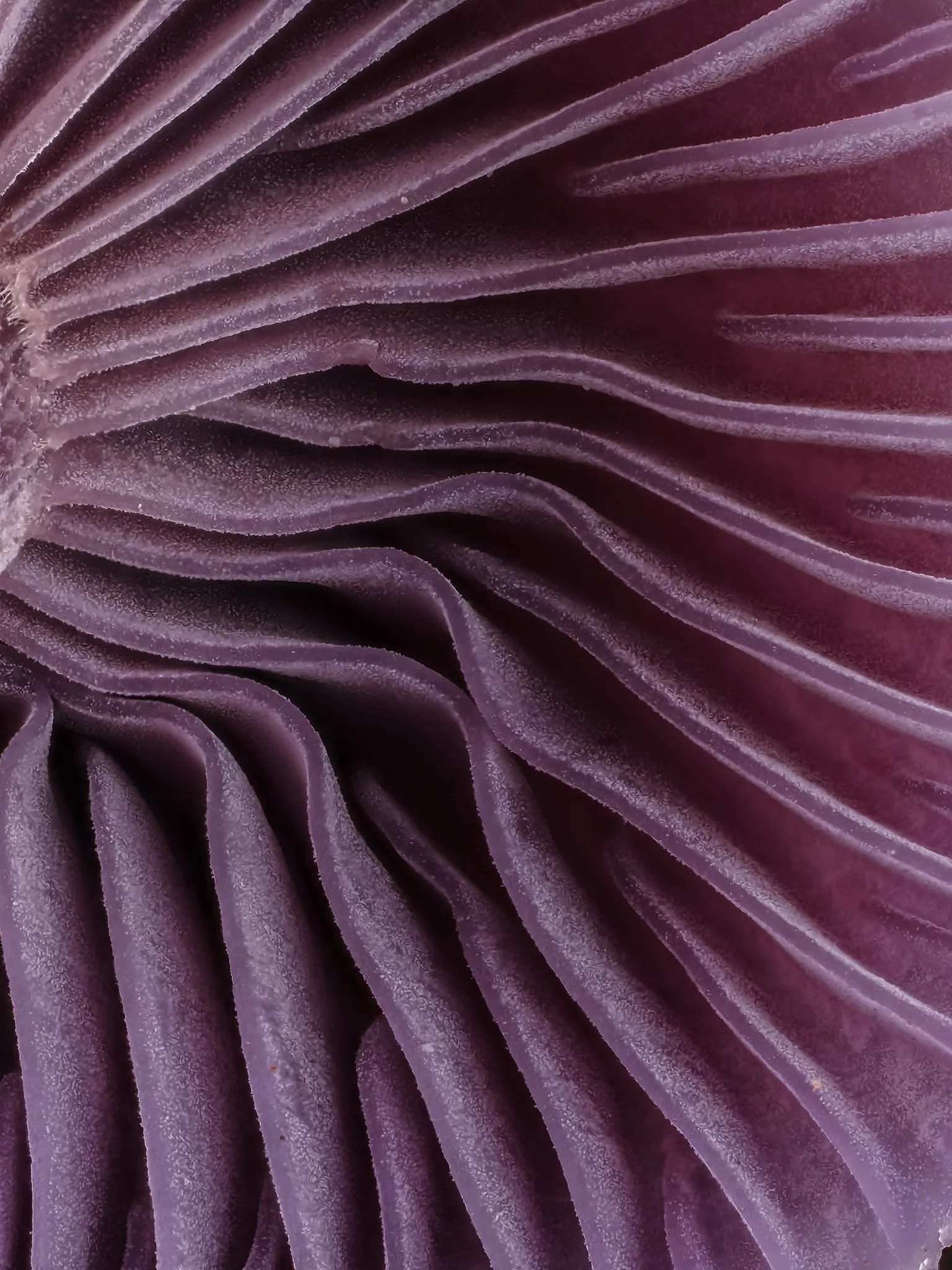Close-up of the gills of a purple mushroom, showing intricate, ruffled, and layered structures.