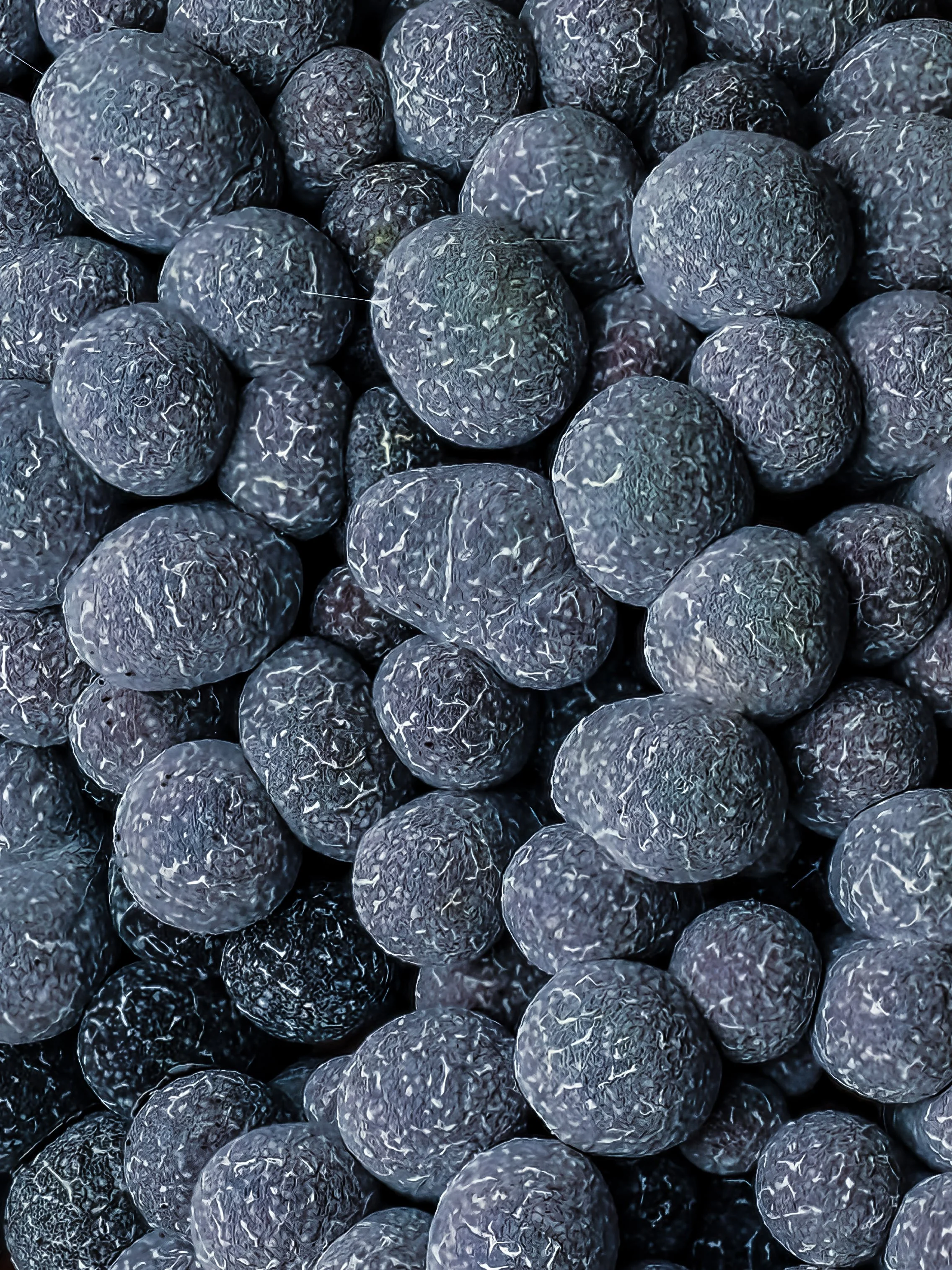 Close-up of mature blue badhamia utricularis with a textured surface.