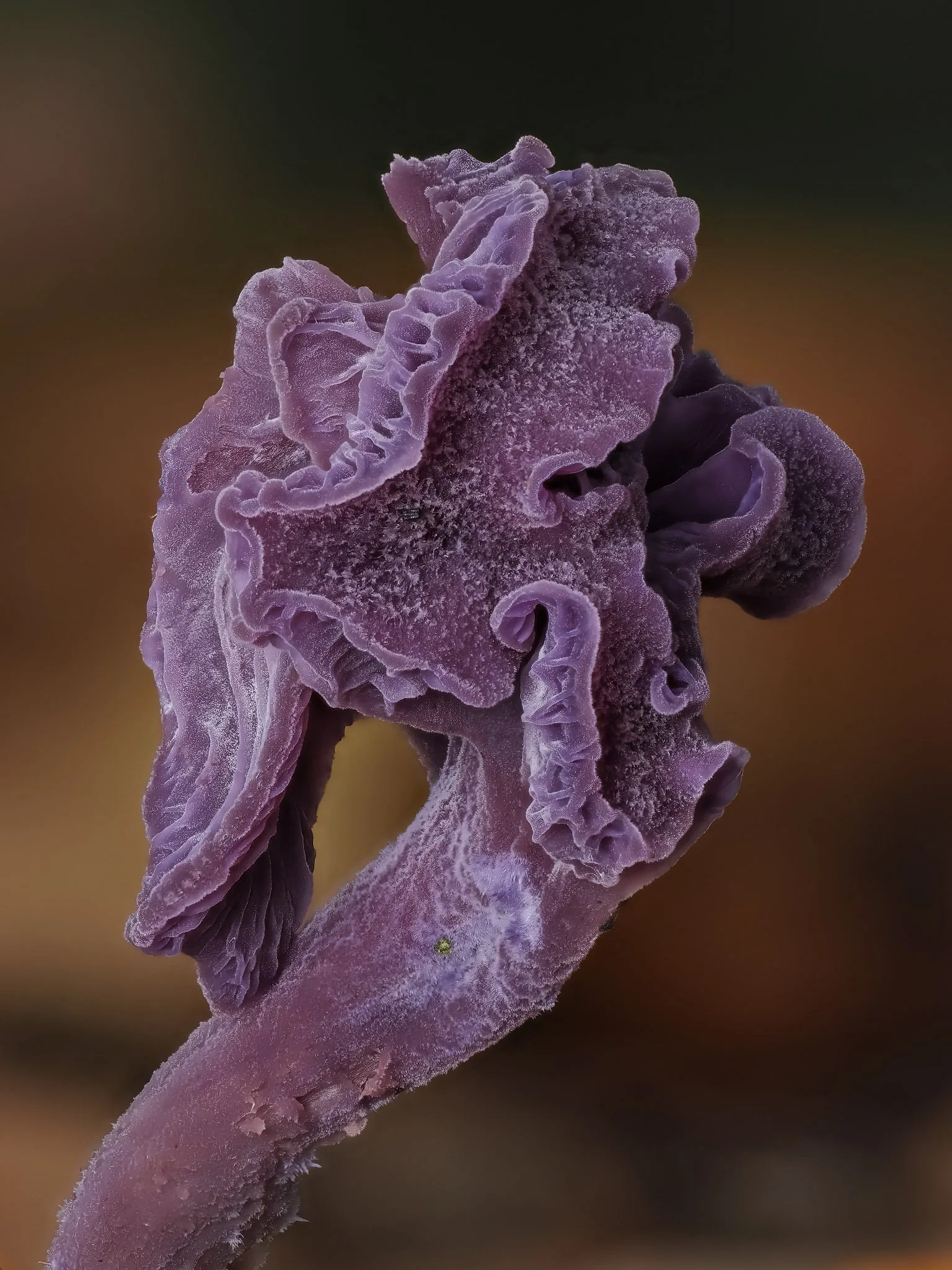 Close-up macro photograph of a purple amethyst deceiver mushroom with ruffled and textured surface.