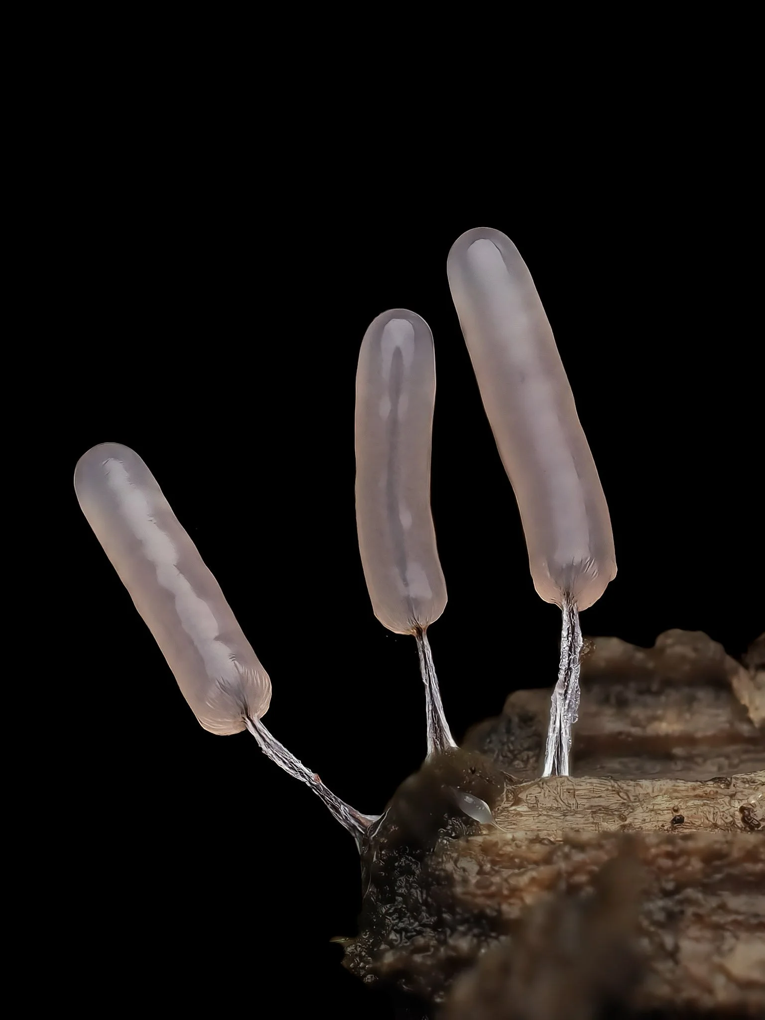 Close-up of three tiny, translucent, pink worm-like slime mold structures growing from a piece of wood against a black background.