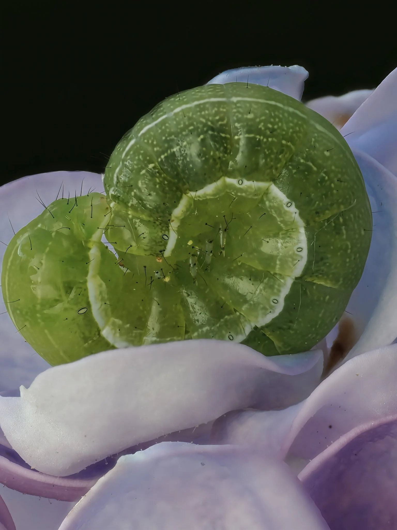 Close-up of a green caterpillar resting on light-colored petals.
