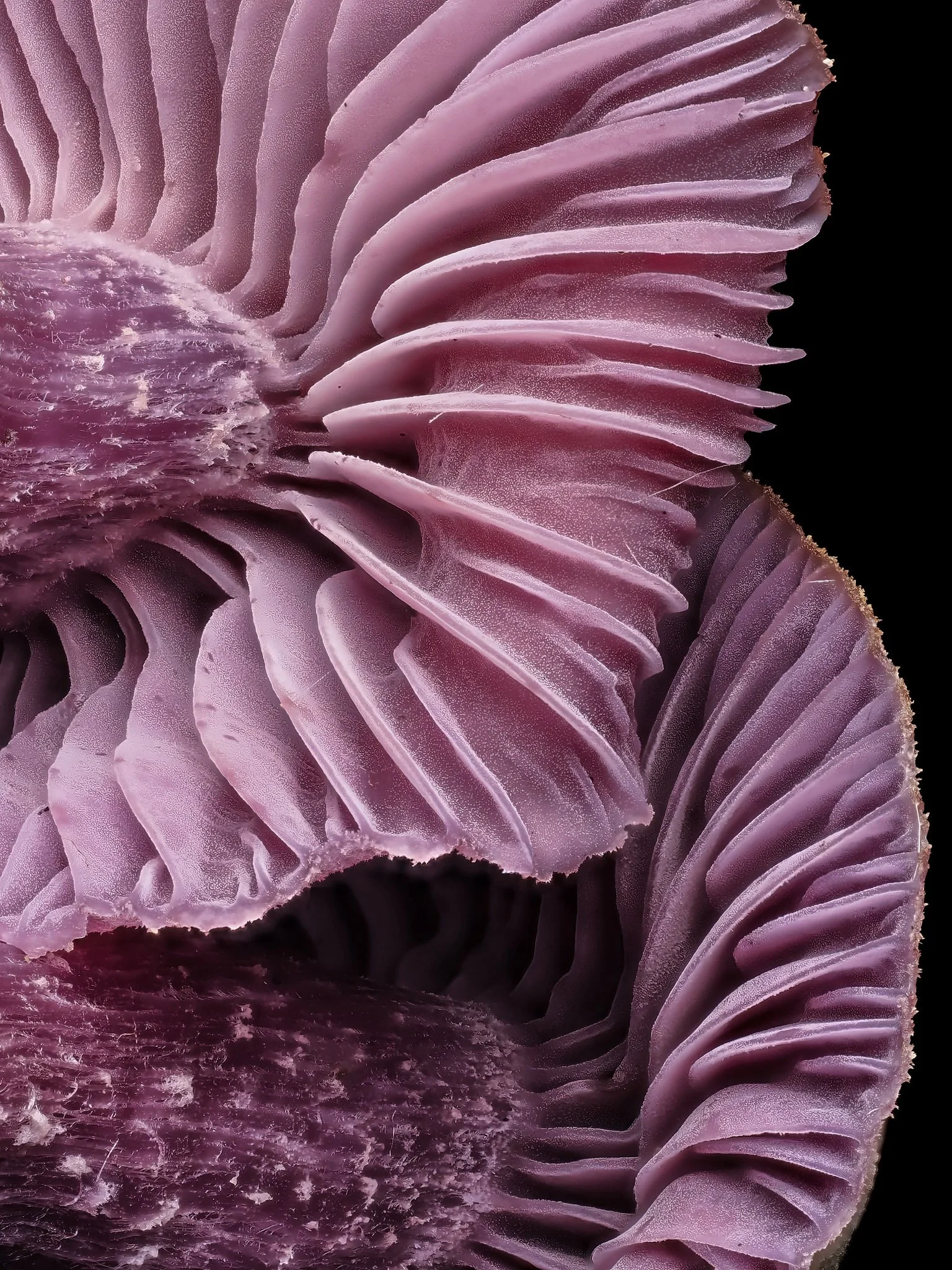 Close-up of purple mushroom gills with detailed textures against a black background.