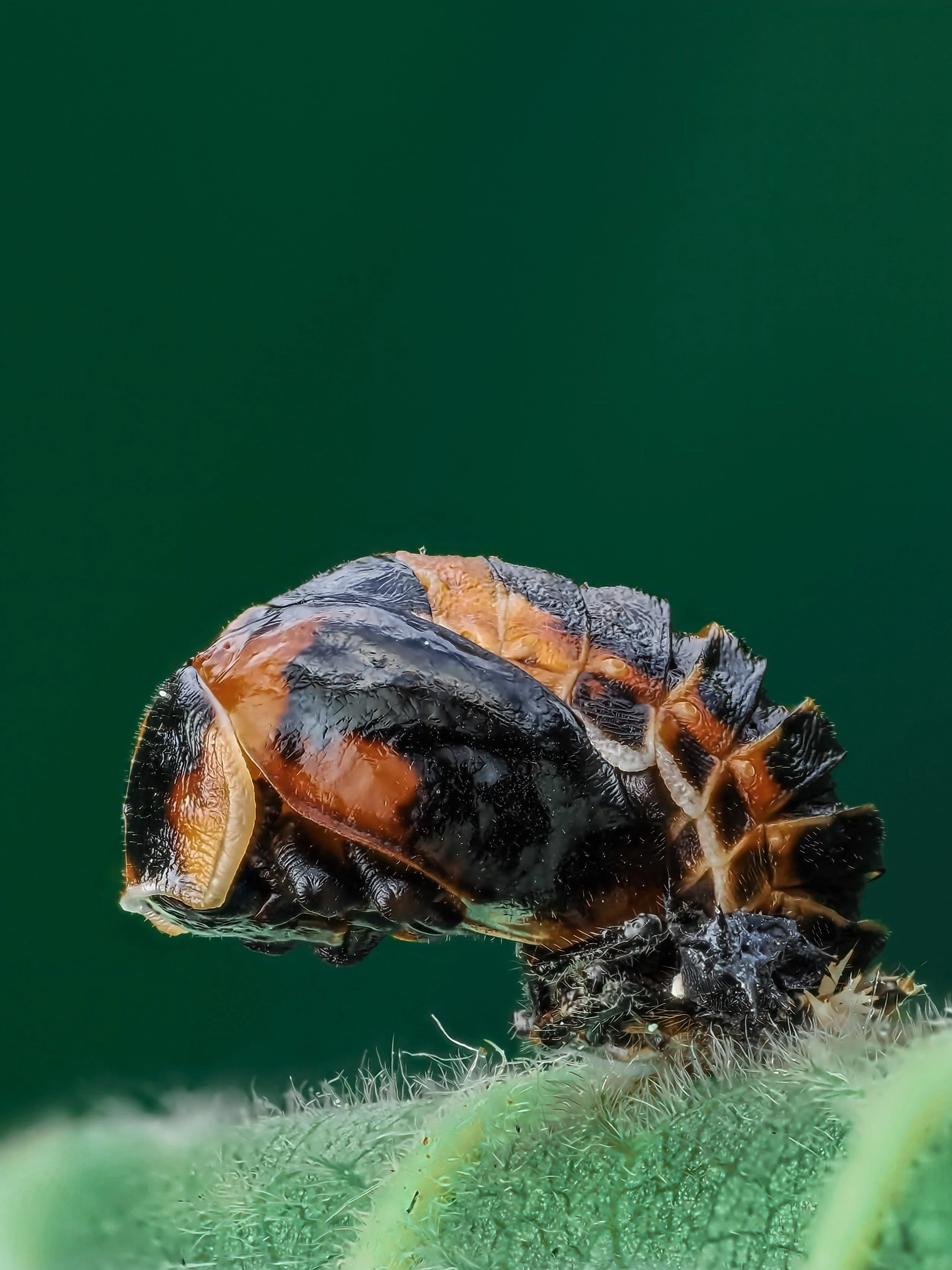 Close-up of a ladybug larvae resting on a green plant with a dark green background.