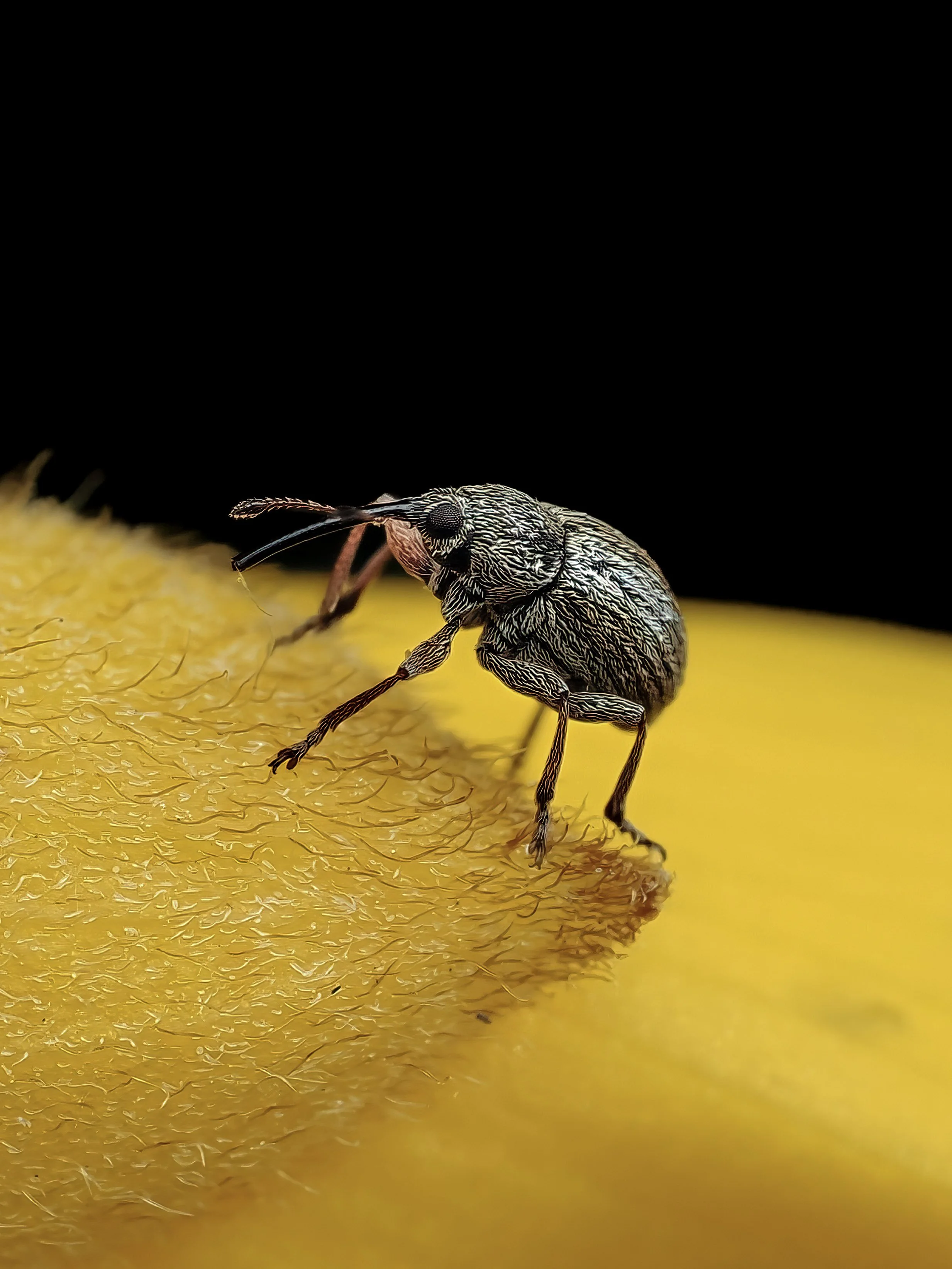 Close-up of a tiny weevil crawling on a yellow flowers, with a black background.