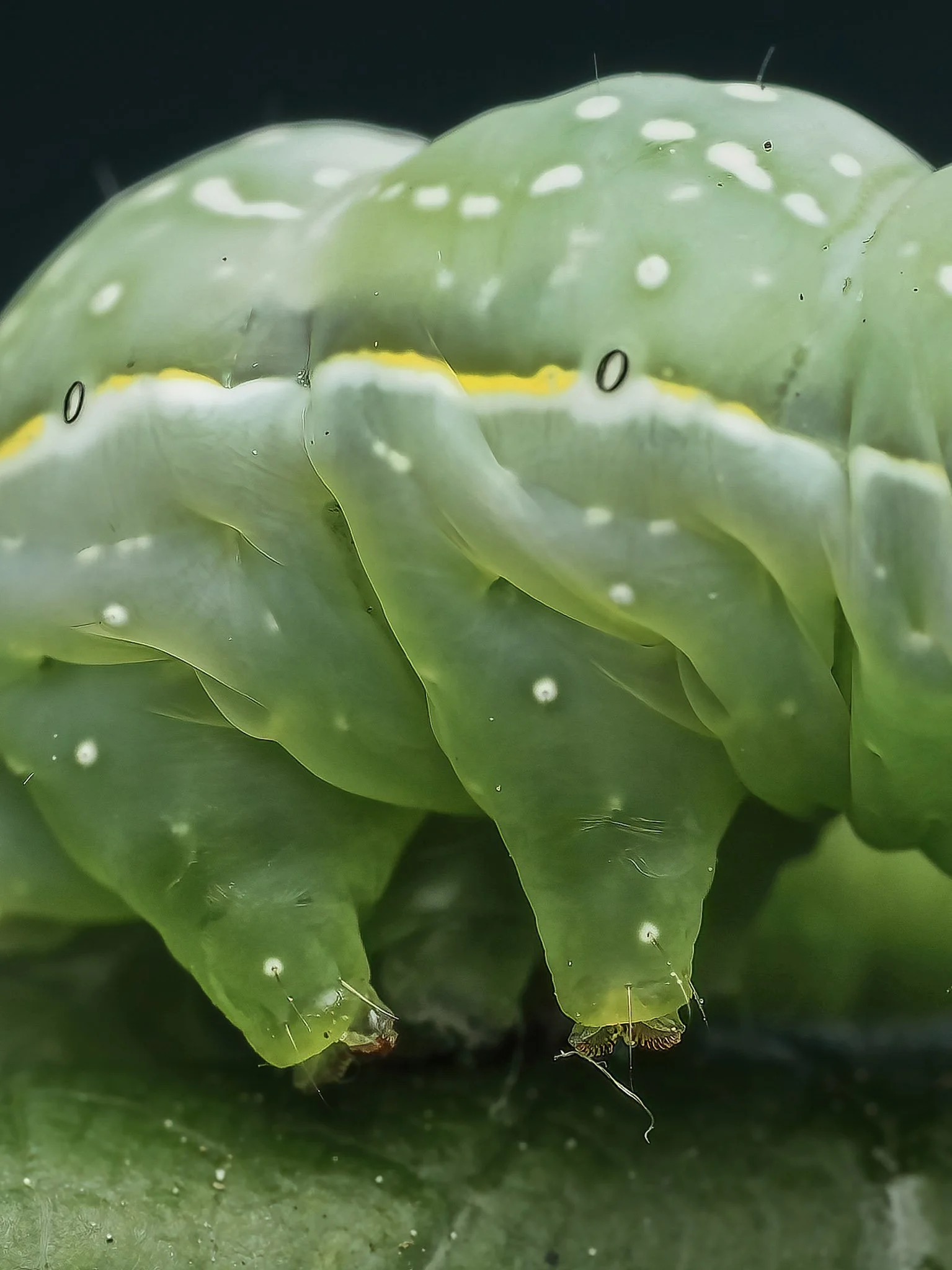 Close-up of a green caterpillar on a leaf.