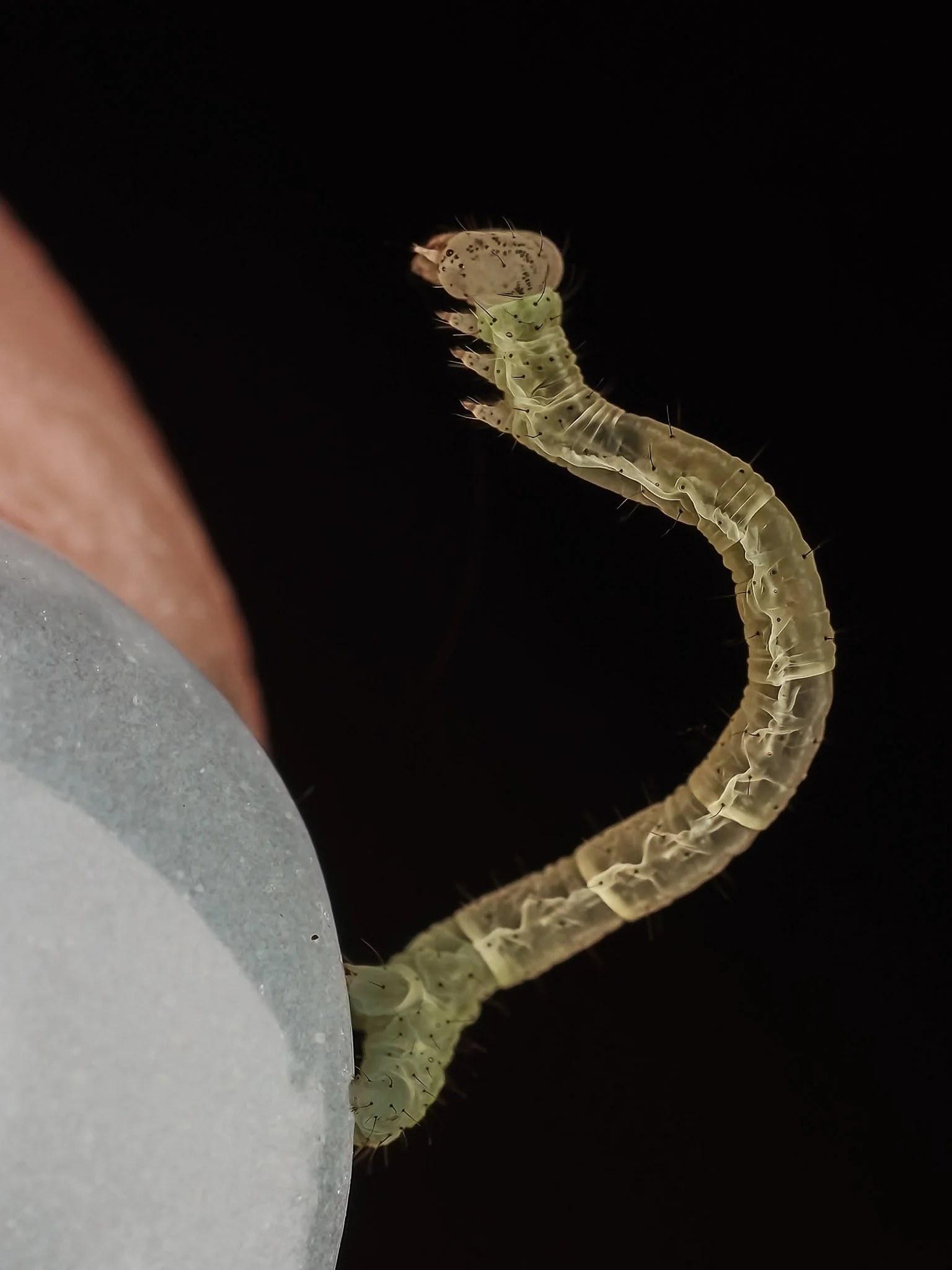 A close-up of a small, transparent larva or caterpillar clinging to the edge of a fingernail with a black background.