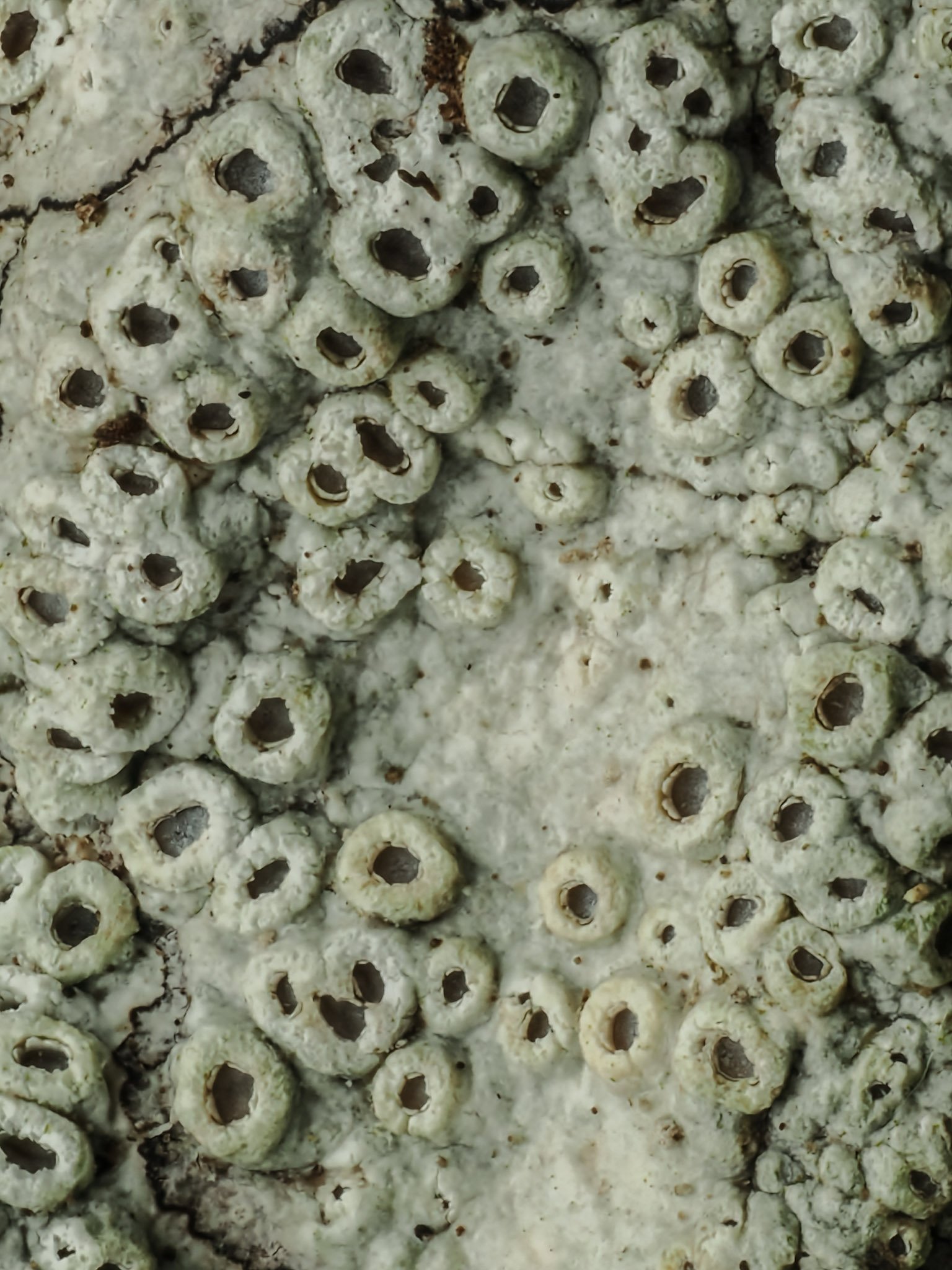 Close-up of a cluster of small, round lichen with a white and semi-translucent appearance and dark centers.