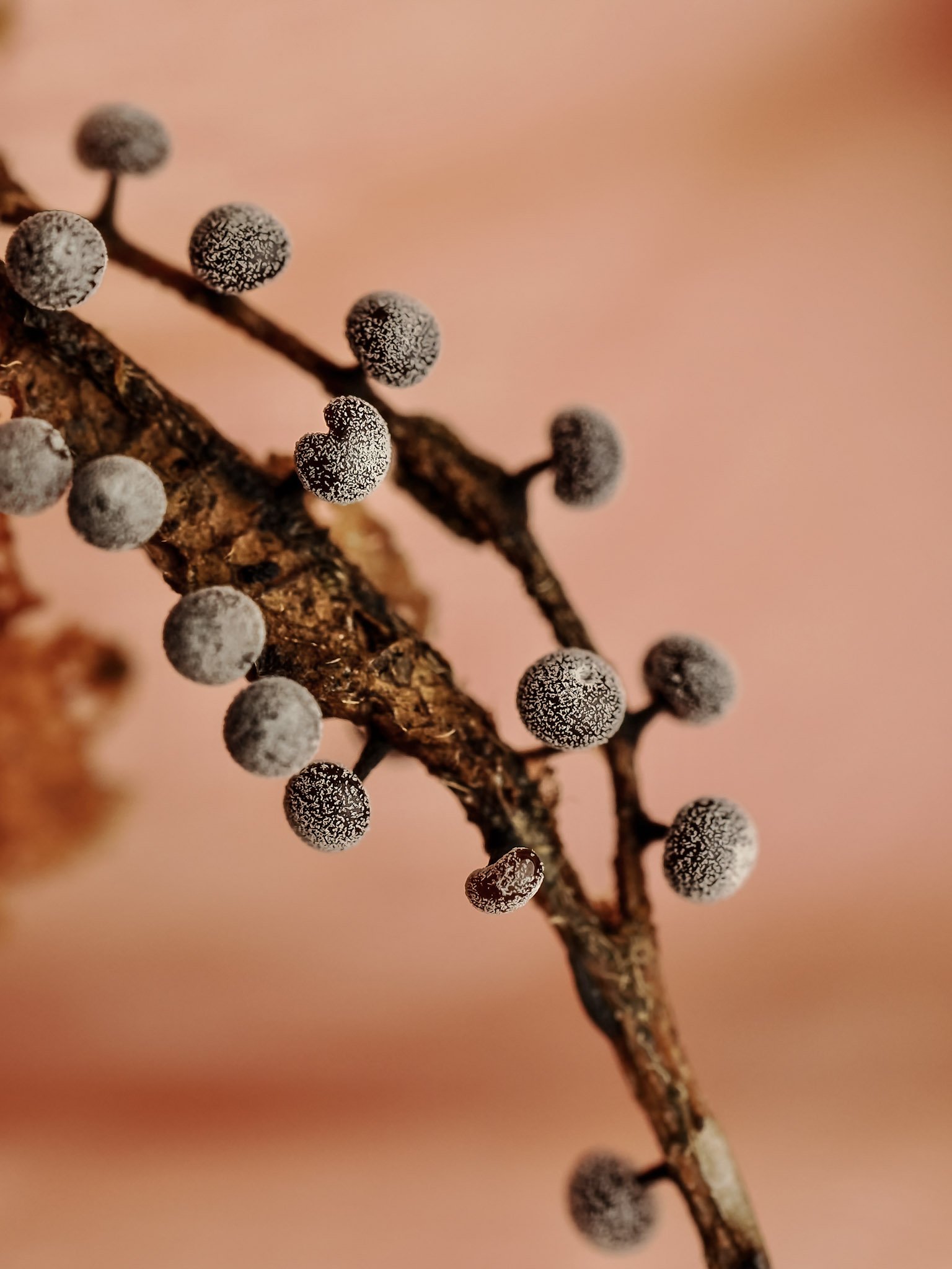 Close-up of a branch with small, round, slime mold covered in white powder against a pink background.