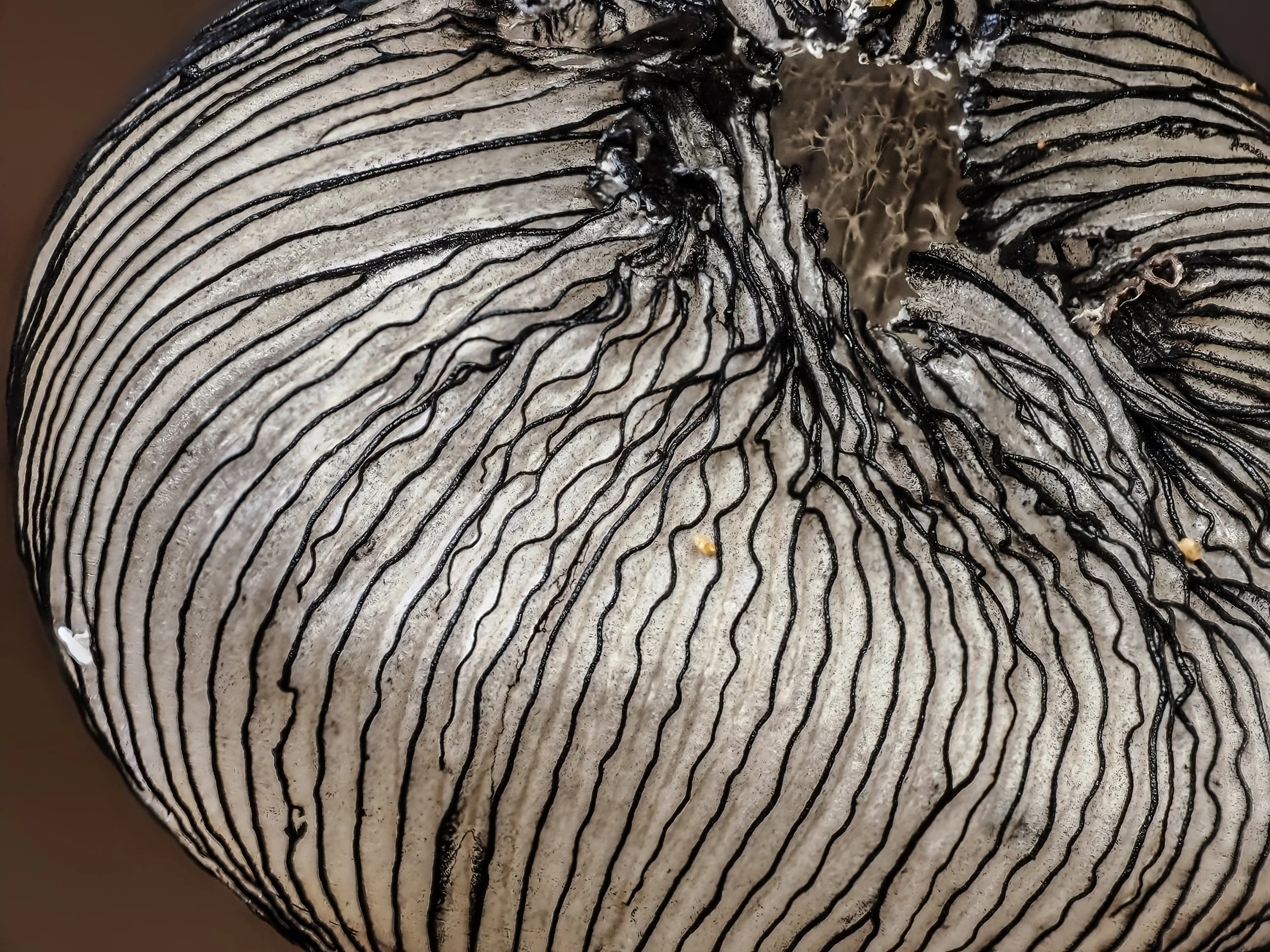 Close-up of an ink cap mushroom with a detailed gilled and textured surface, showing the structure and lines on the cap.