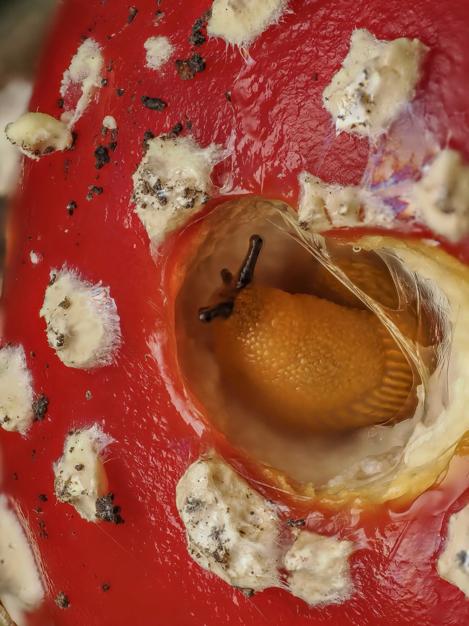 Close-up of a fly agaric mushroom, being nibbled on by baby orange slug