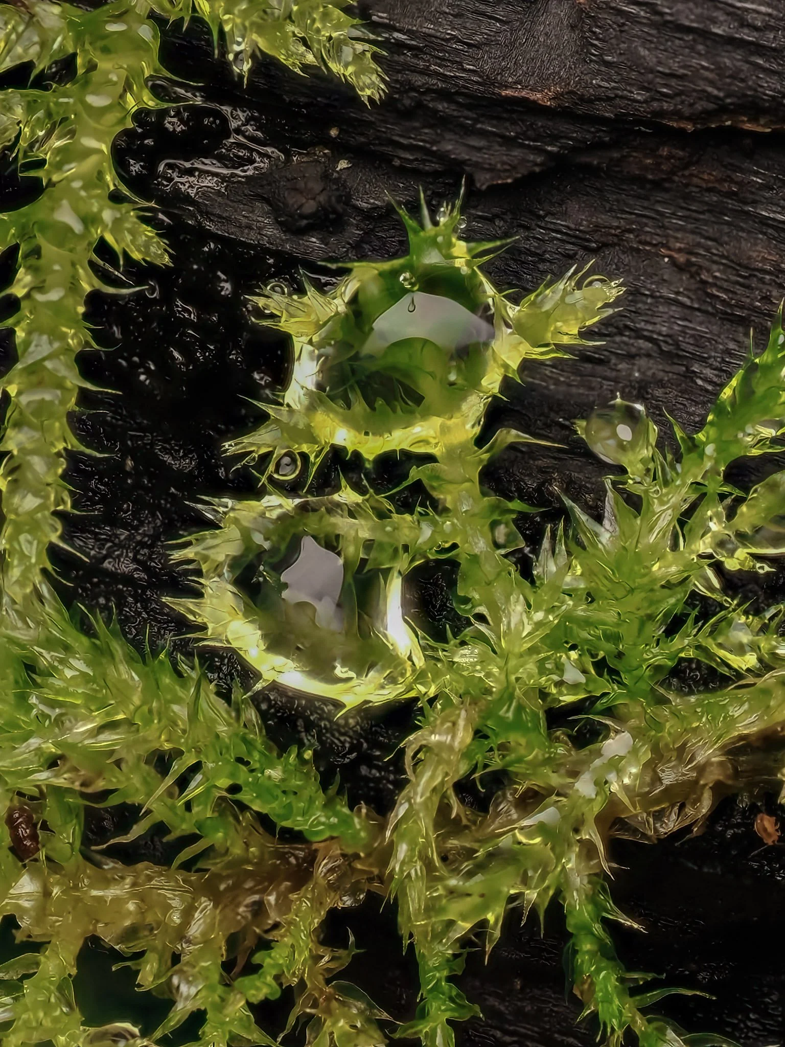 Close-up of bright green moss growing on dark, textured bark with water droplets on moss.