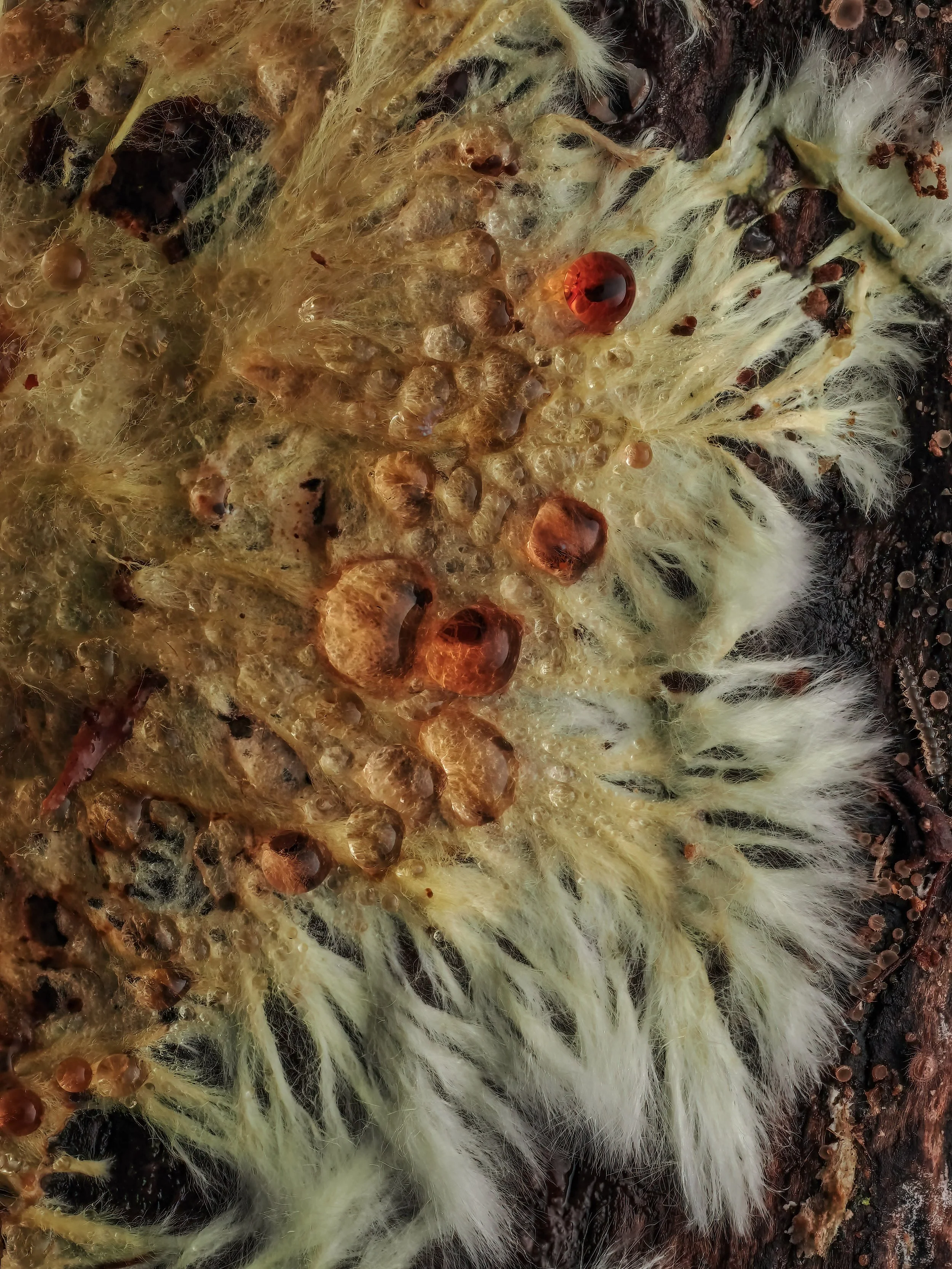 Close-up of fluffy mycelium and amber guttation droplets.