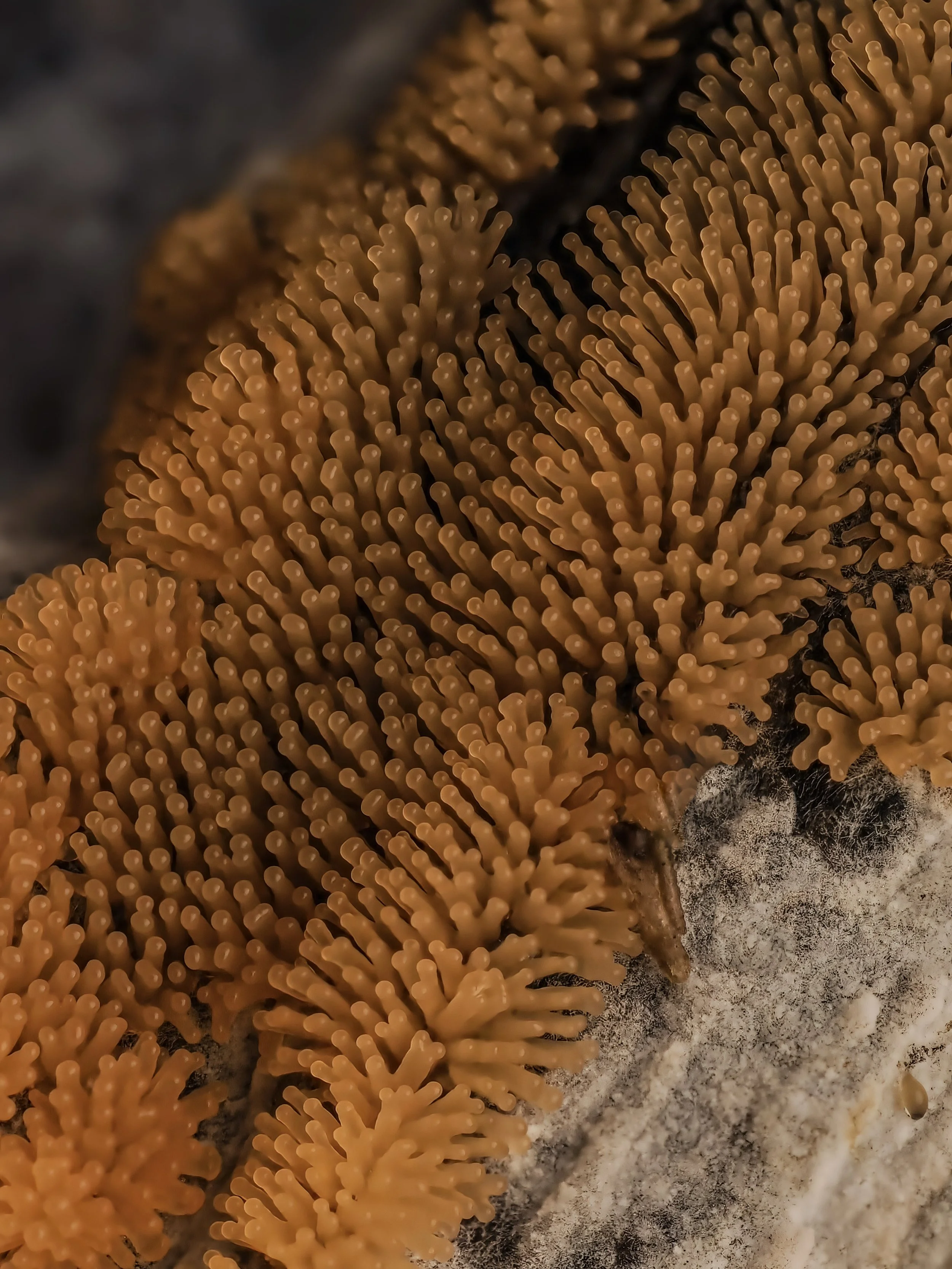 Close-up of orange coral slime mold with numerous tiny fingerlike structures against a dark and textured log background.