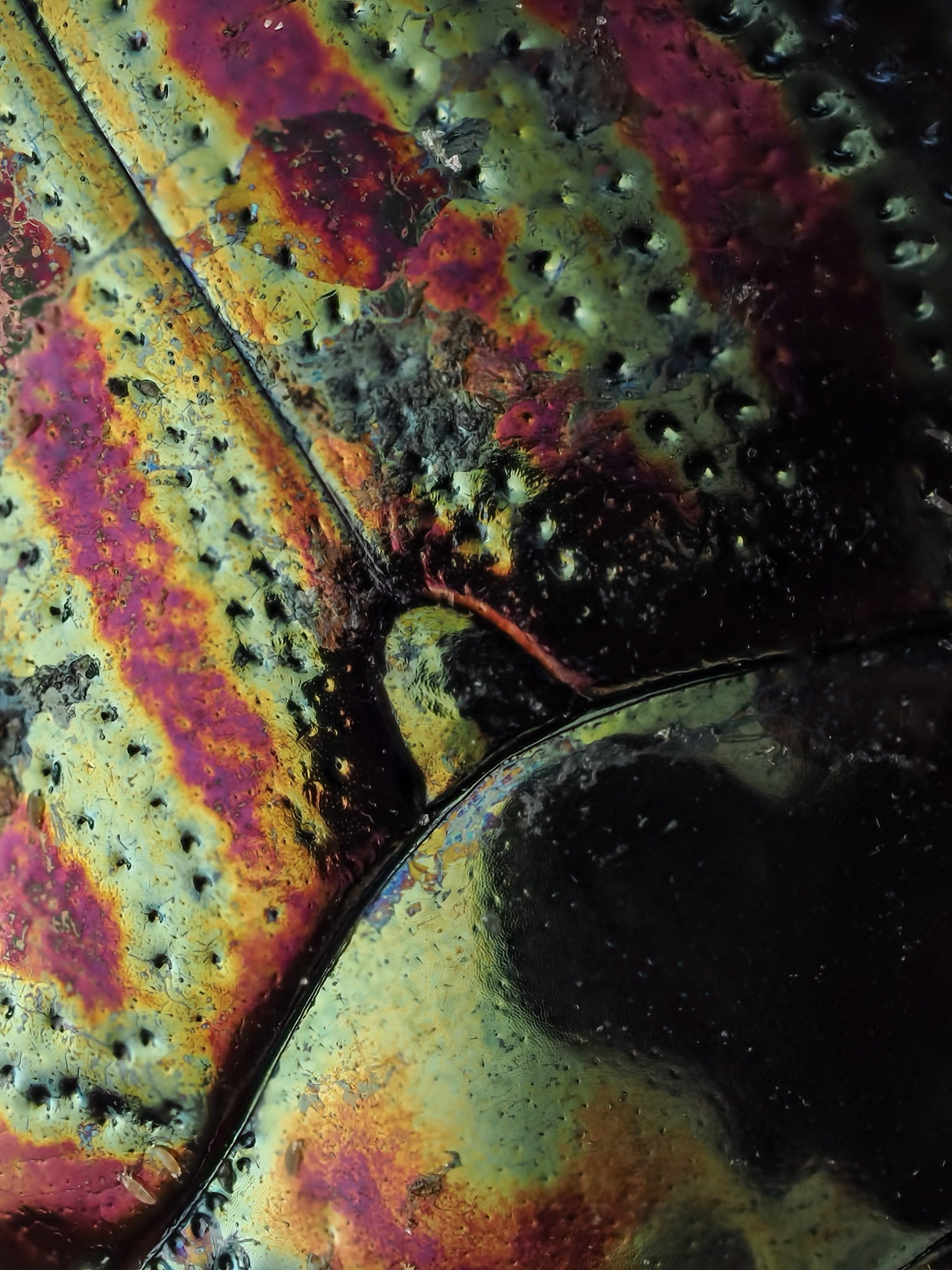 Close-up of a colorful, iridescent rosemary beetle with black dots and textured surface.