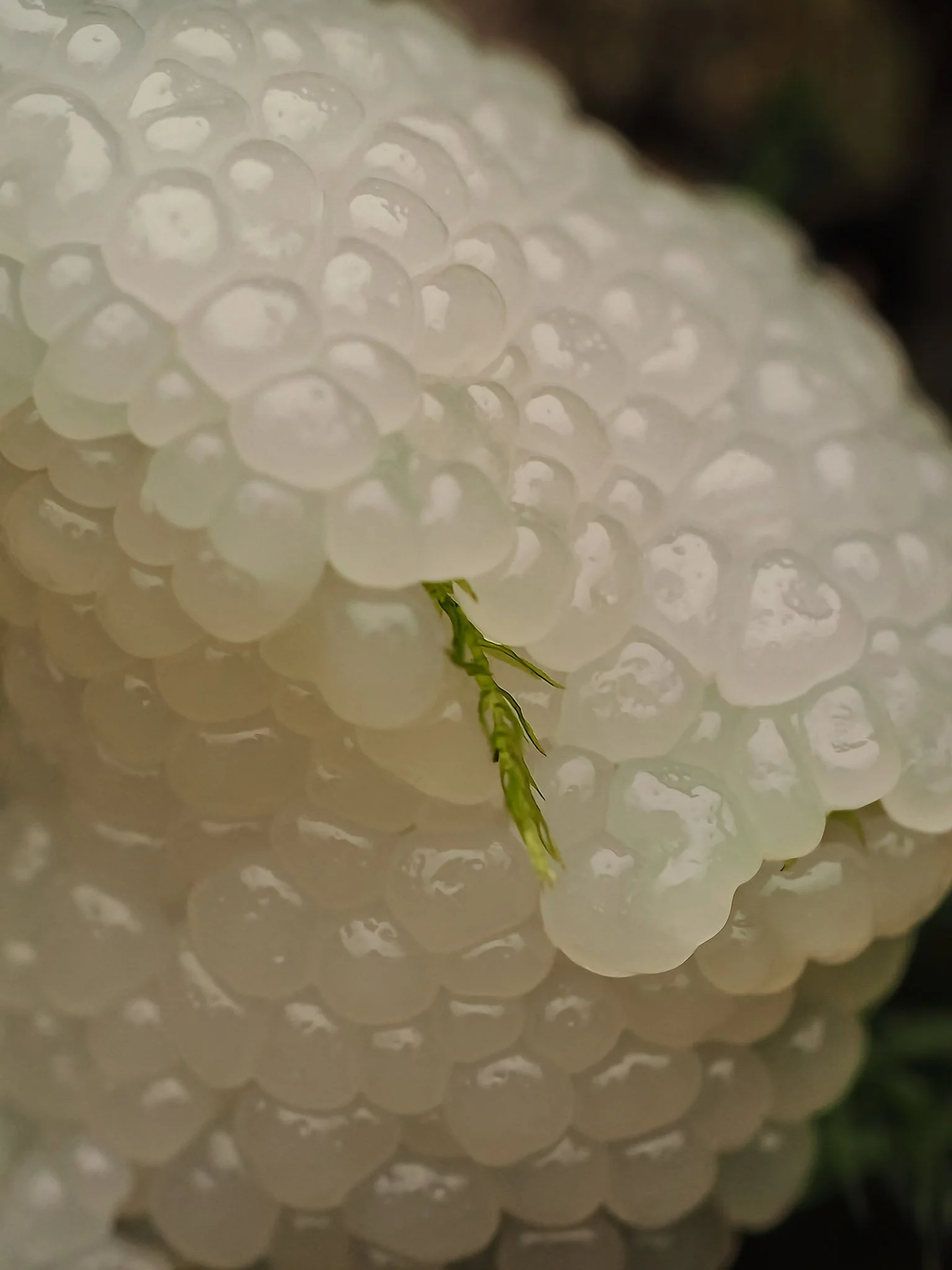 Close-up of a cluster of white developing slime mold with a small green leaf in the center.