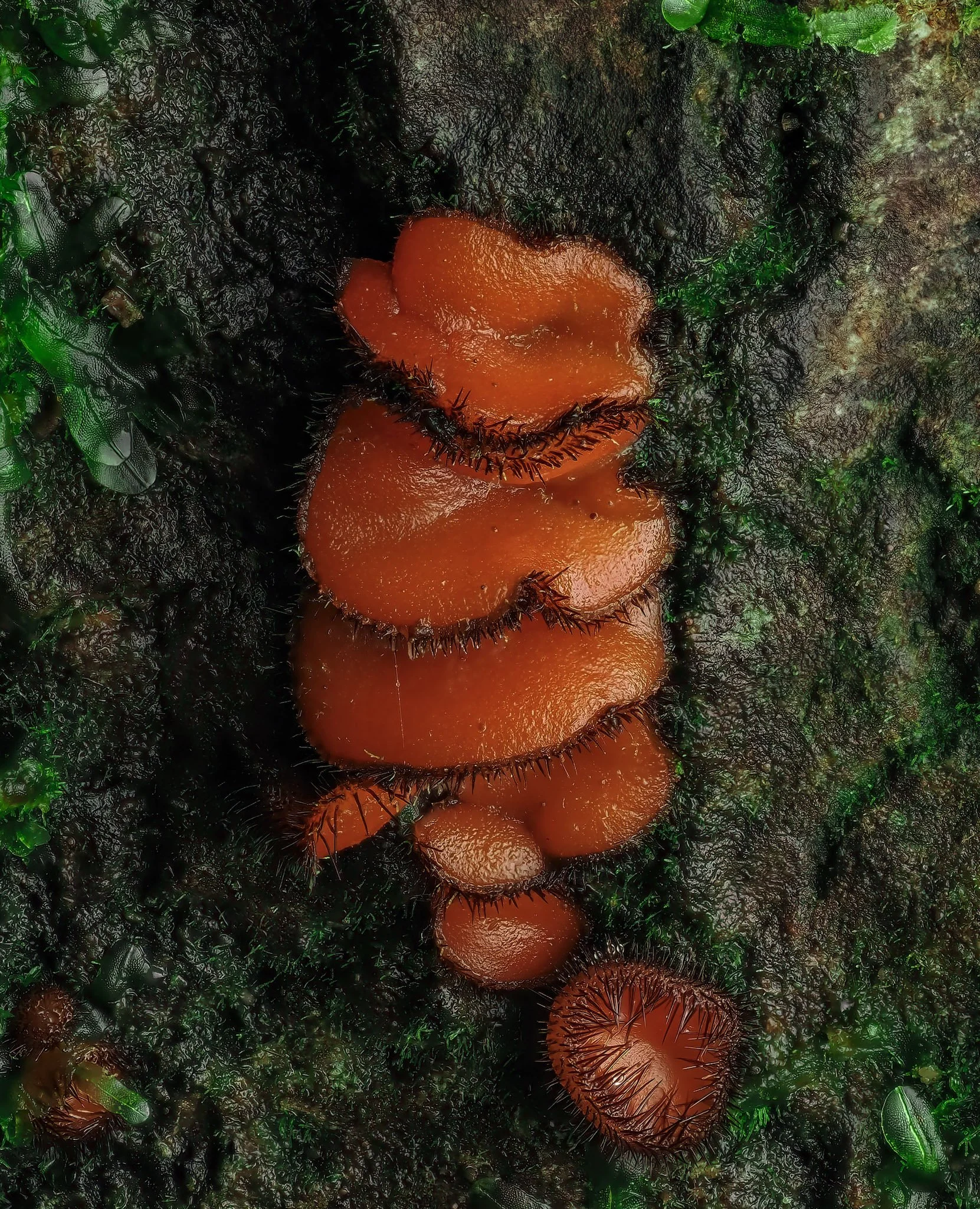 Cluster of bright orange mushrooms with spiky caps growing on dark, moss-covered wood.